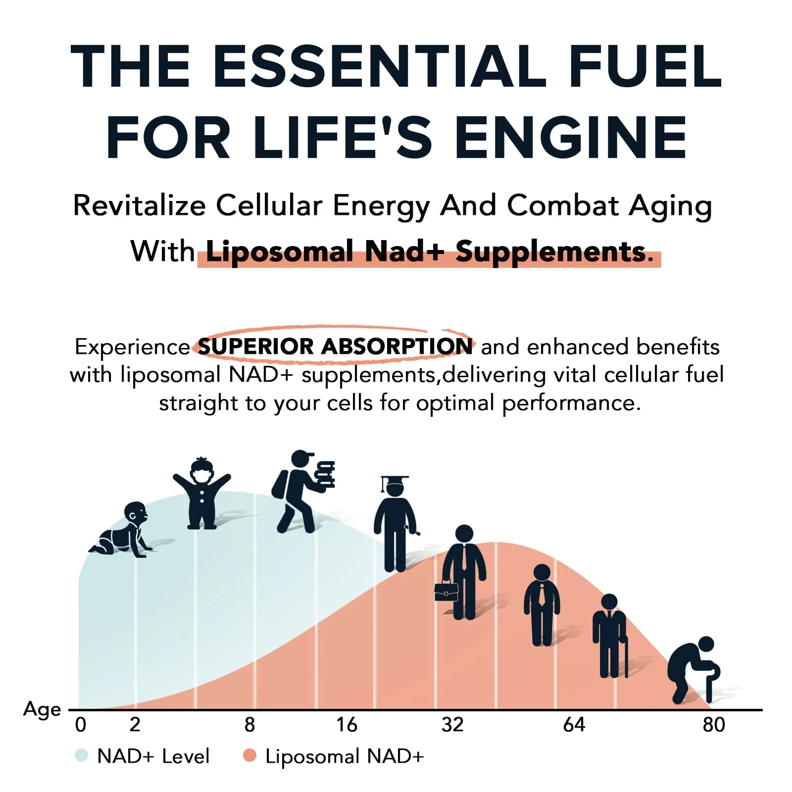 1600 mg Liposomal NAD+ Supplement – 98% Pure NAD+, Superior Absorption, 180 Softgels - Image 5