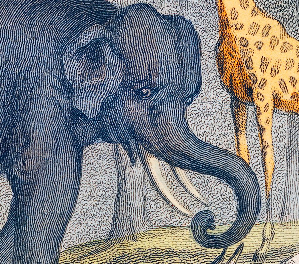 "A History of the Earth and Animated Nature" on Framed Canvas, Acrylic, Canvas, Framed Prints or Print-only - Image 2