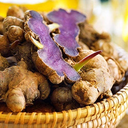 Addictive Wellness Black Ginger Capsules 450mg – Kaempferia Parviflora for Energy, Endurance & Metabolism | Vegan & Paleo | 100 Count - Image 9