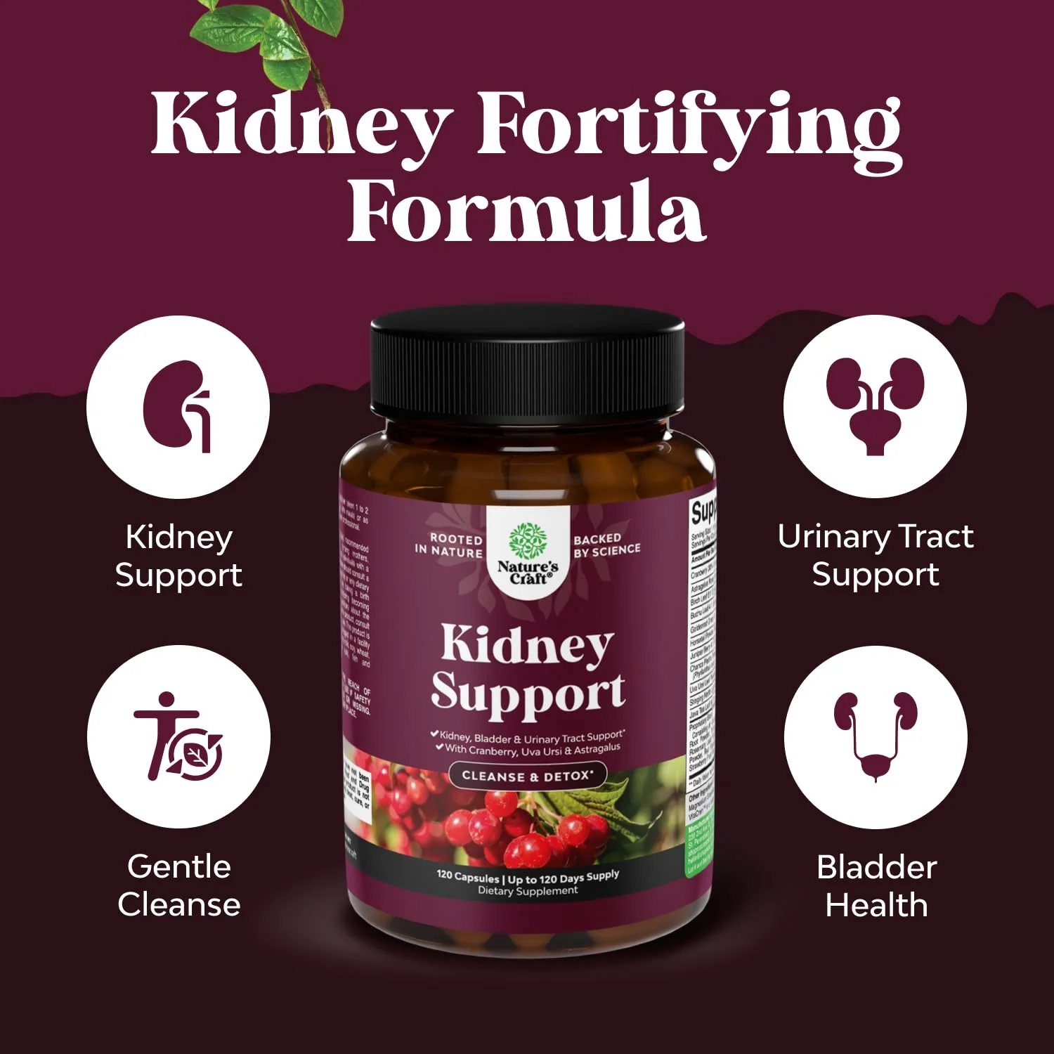 Advanced Kidney Support Supplement - Cranberry Uva Ursi Astragalus & Nettle for Kidney Health - Urinary Tract Support - 120 Caps - Image 3