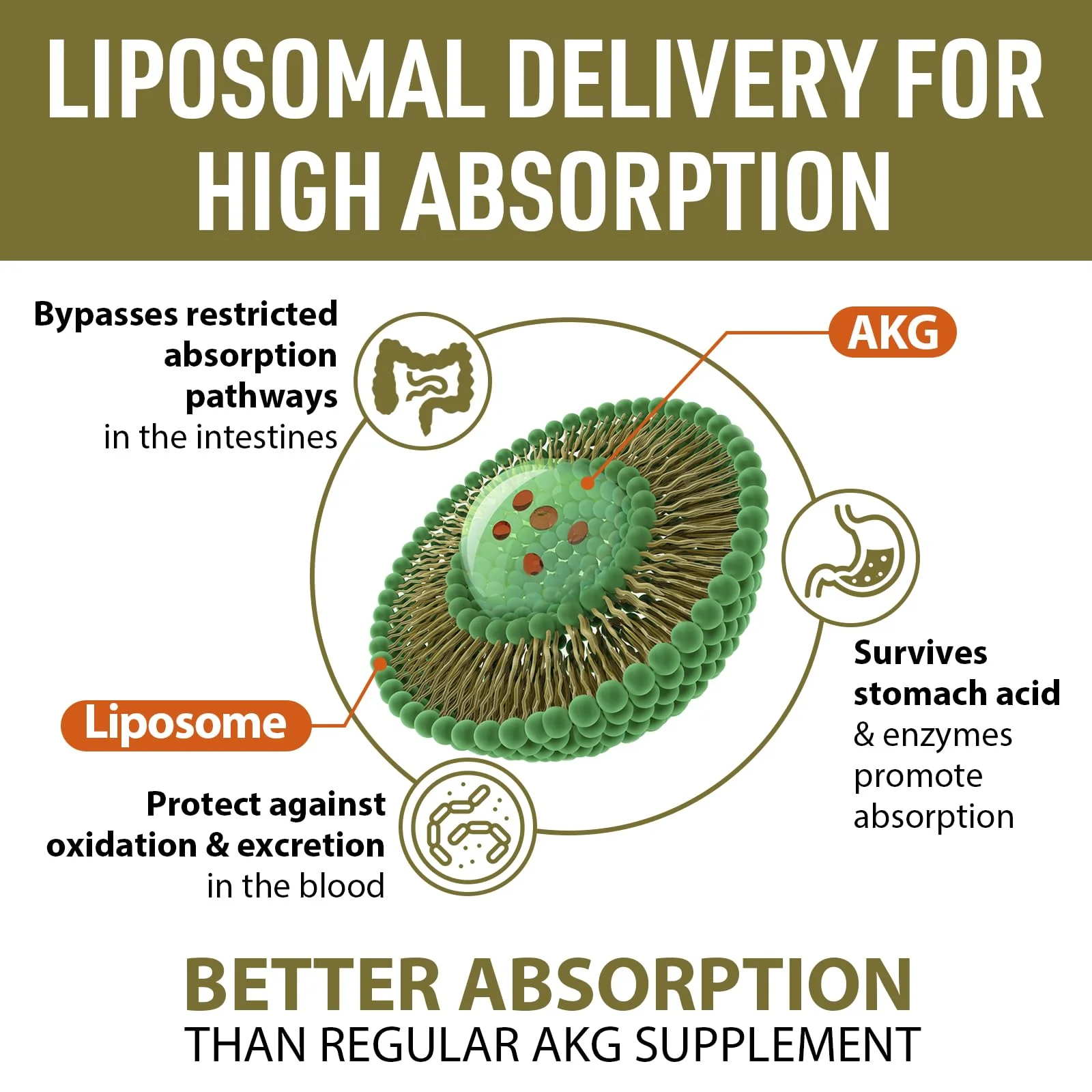 AJAXERRUE Liposomal Calcium AKG 1500 MG – Energy, Longevity & Metabolic Support | 600 Softgels - Image 8