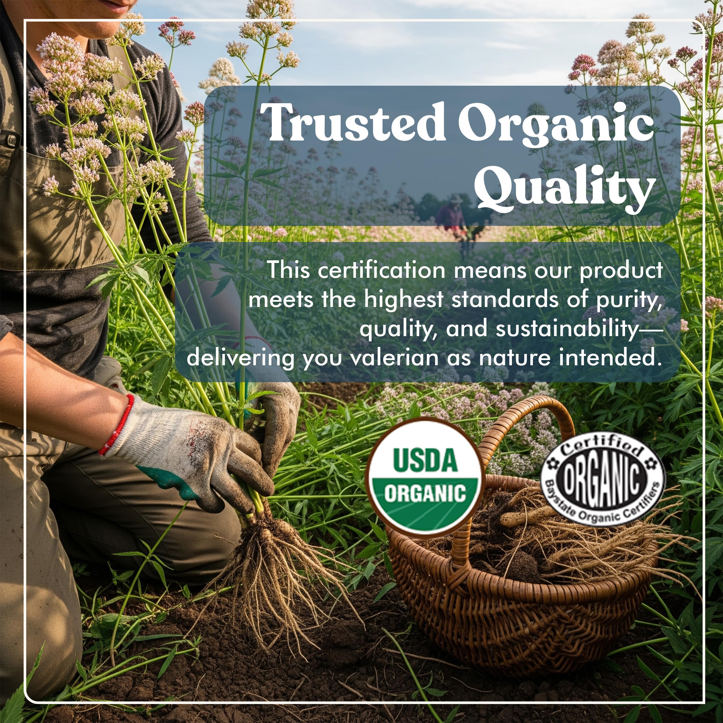 American Standard Organic Valerian – 90 Capsules, Pack of 2 | Vegan, Gluten Free, Non-GMO - Image 2