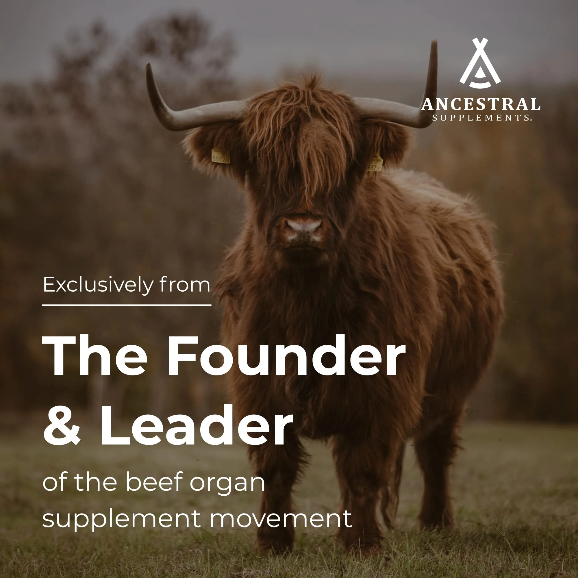 Ancestral Supplements Grass-Fed Beef Brain and Liver Capsules – Whole Food Brain Support - Image 2