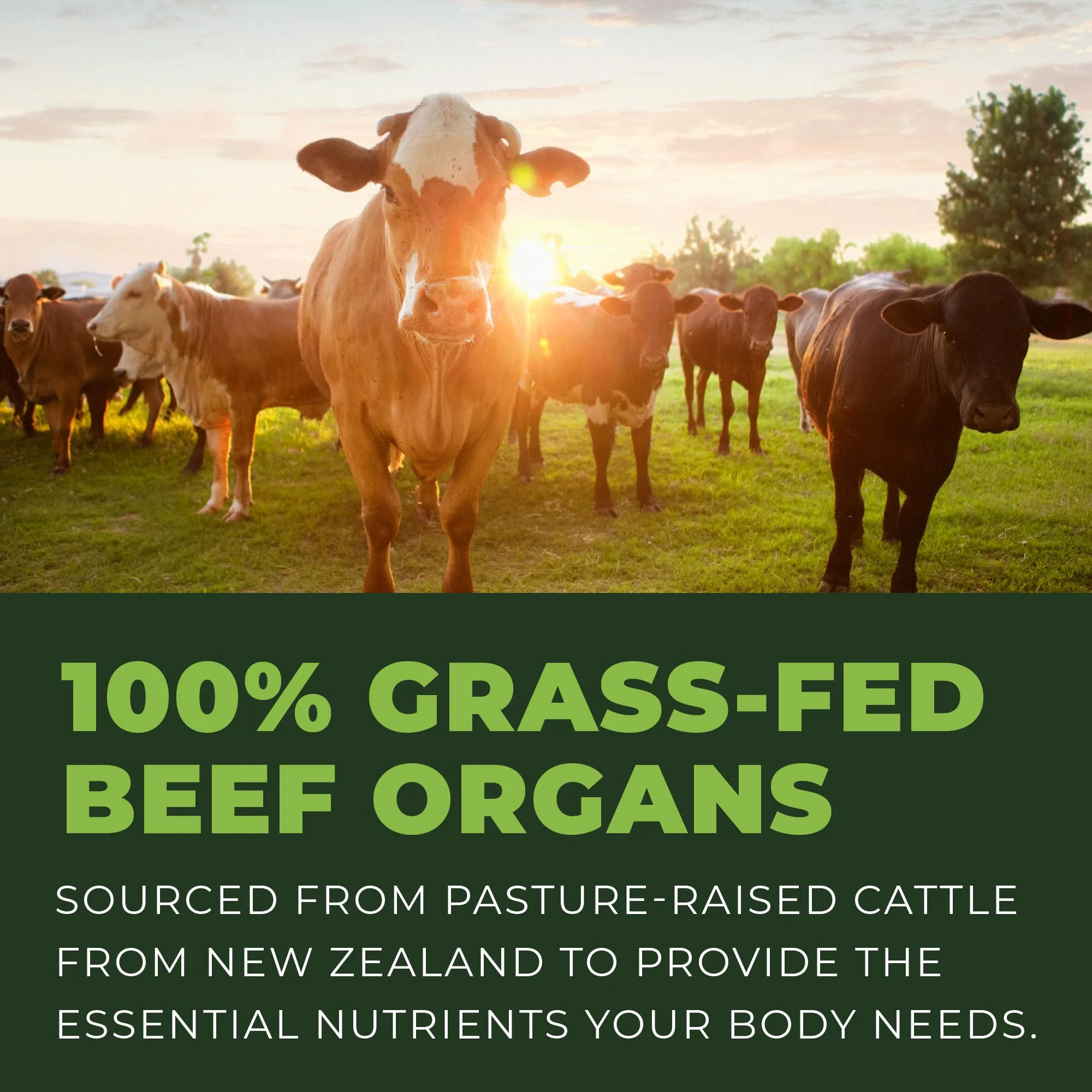 Beef Organ Supplement Grass Fed - 7-Organ NZ Complex | 180ct | Non-GMO - Image 5