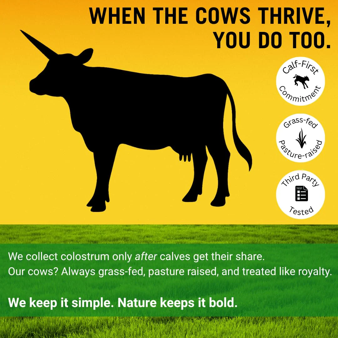 Bold Belly Colostrum Powder Supplement - Whole Cream Bovine Colostrum for Gut & Immune Support, Grass-Fed USA Cows, Cold-Processed, Natural IgG Colostrum Superfood, Unflavored - 5.3 OZ - Image 4