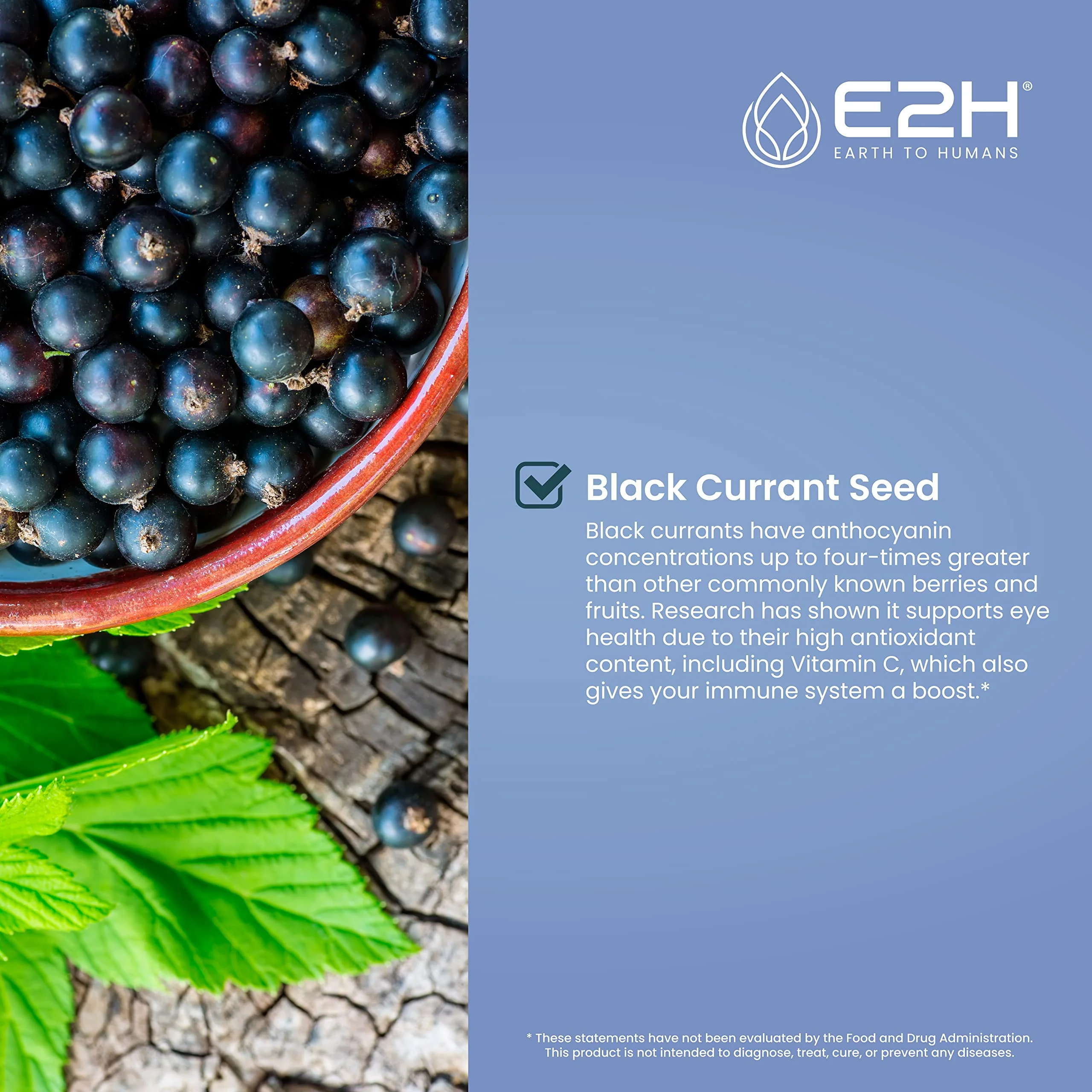 E2H Natural Black Currant Extract – Cold Pressed Seed, Immune Support, Fast-Absorbing Liquid (2 Bottles) - Image 3
