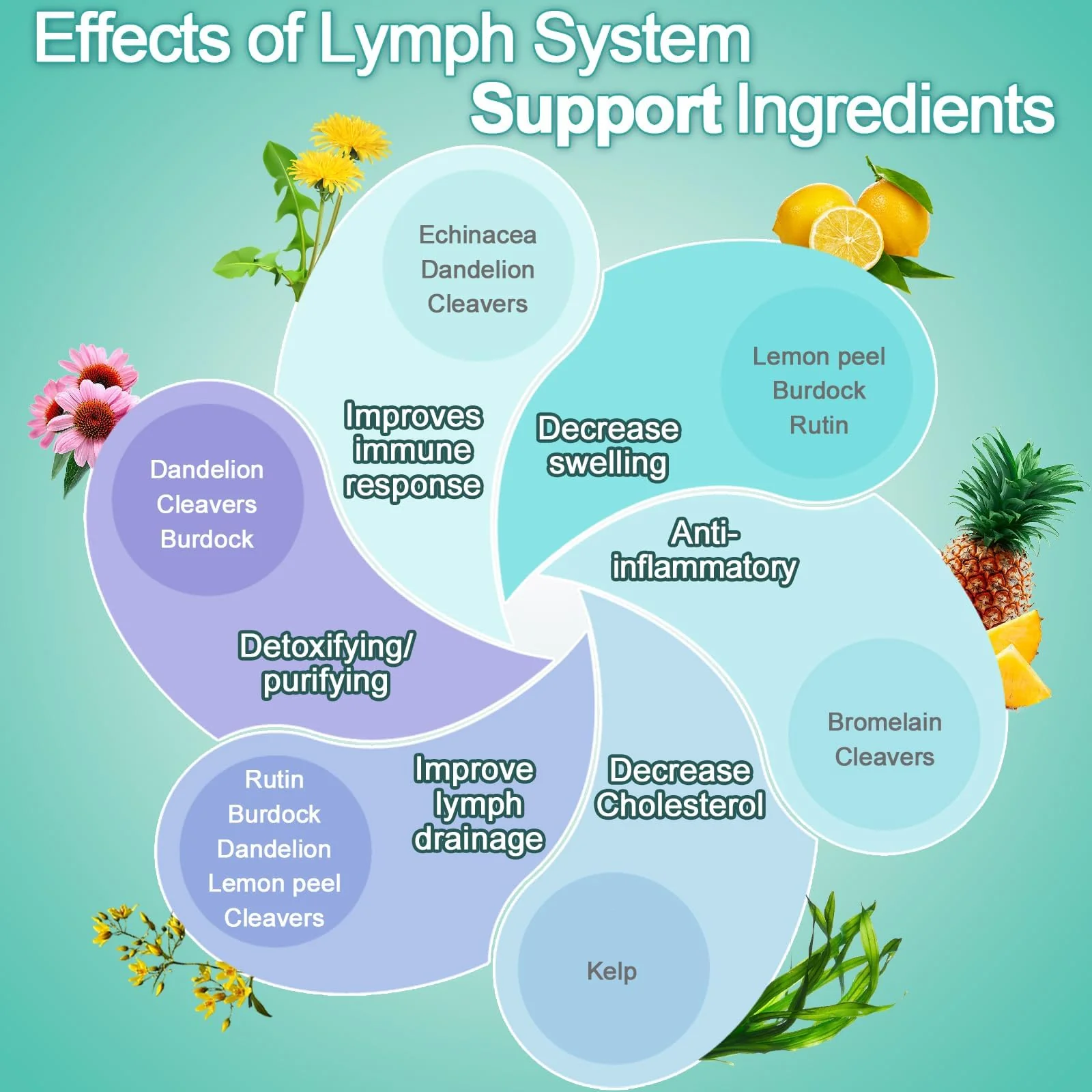 EOCUTE Lymph System Support Supplement – Lymphatic Drainage with Echinacea & Dandelion, 120 Count (2 Bottles) For Women & Men - Image 7