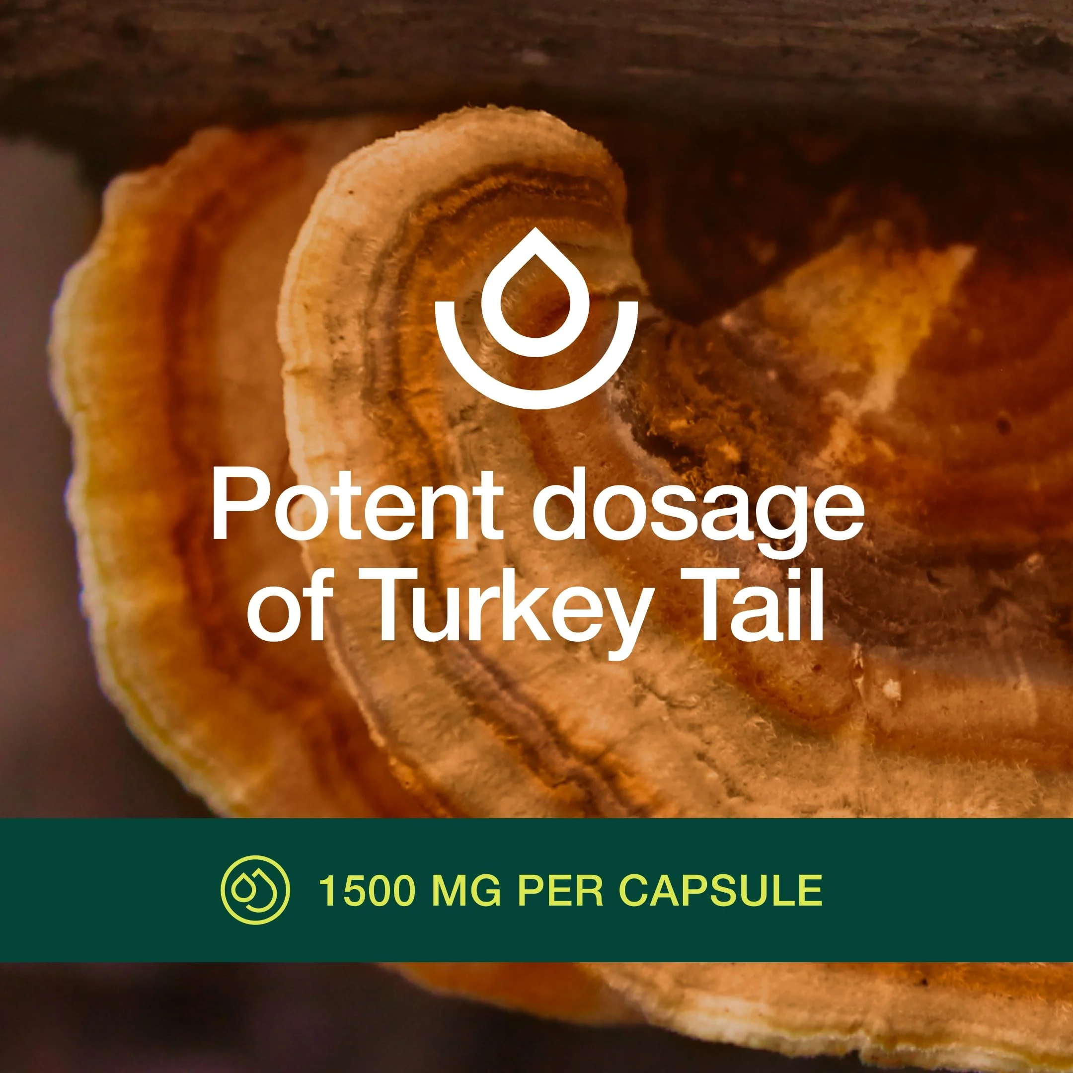 Fresh Nutrition Organic Turkey Tail Mushroom Extract – High Beta Glucans, 2-Pack, 180 Vegan Capsules - Image 13