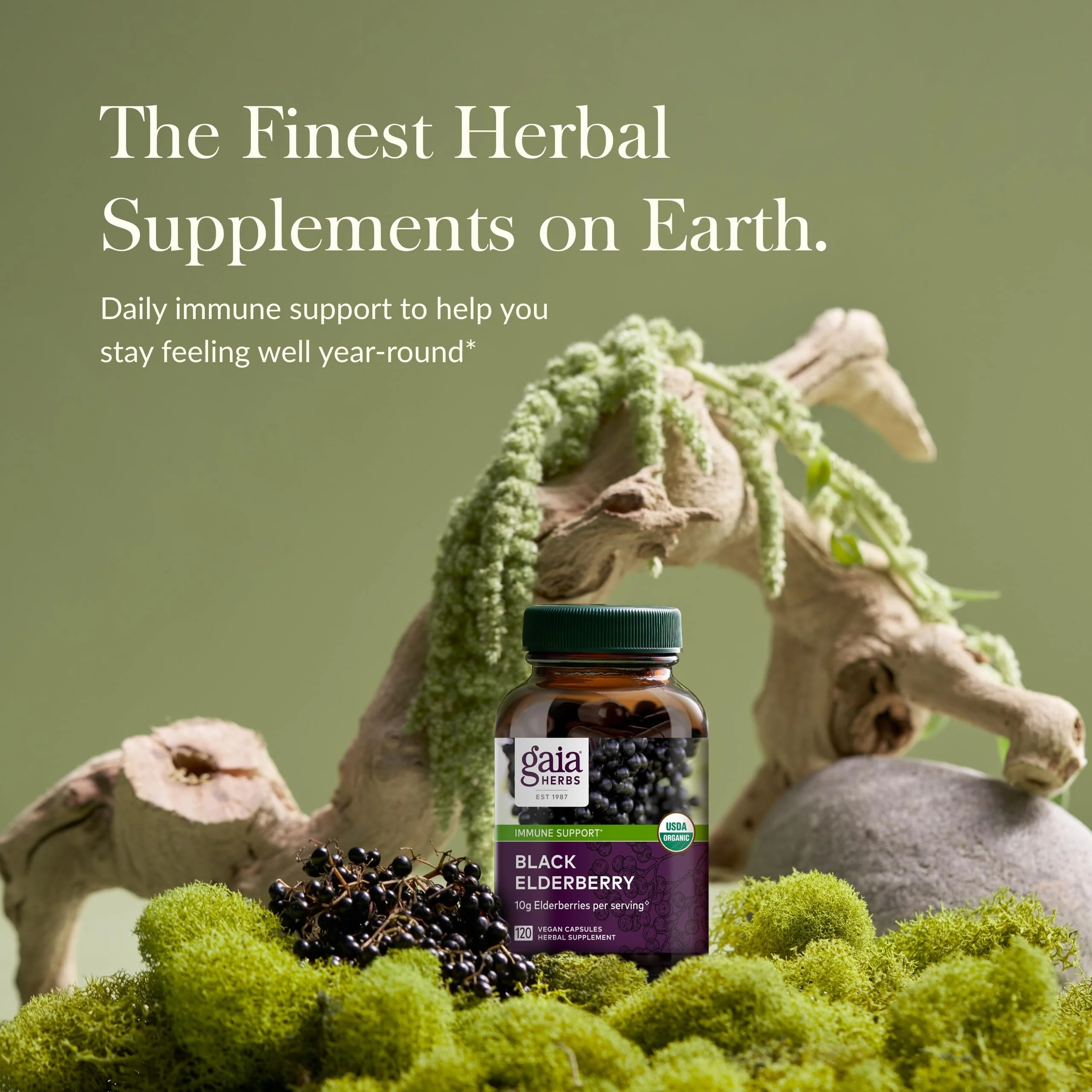 Gaia Herbs Black Elderberry – Daily Immune Support Capsules with Acerola (120 Vegan Capsules, 60 Servings) - Image 5