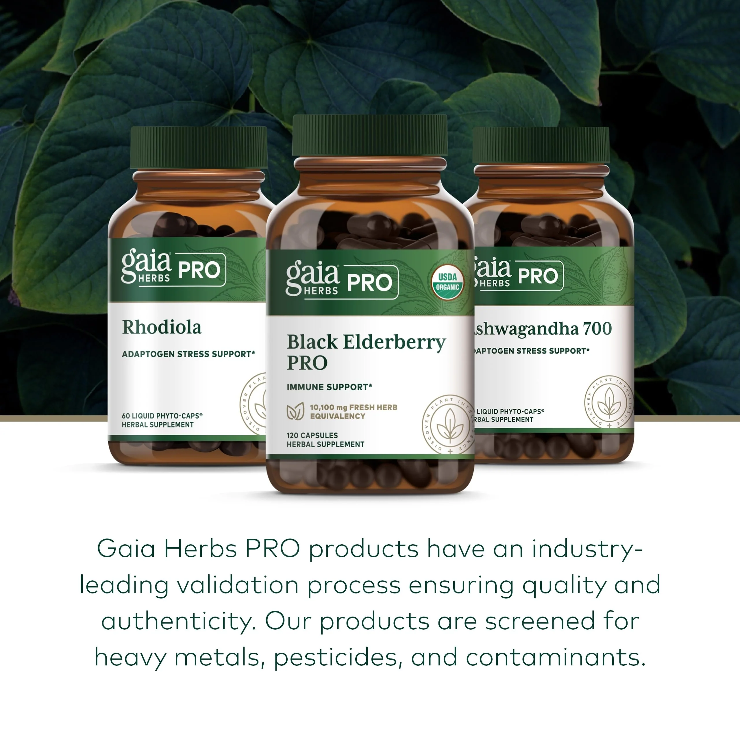 GAIA HERBS PRO Black Elderberry PRO - Immune Support*, Organic Elderberry Extract, Vegan, 120 Capsules (60 Servings) - Image 6
