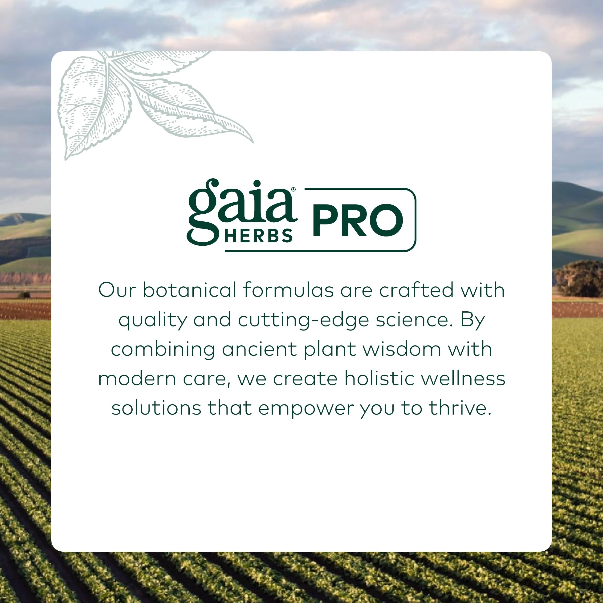 Gaia Herbs Pro Daily Liver Pro – Natural Liver Support with Milk Thistle, Turmeric, Licorice Root | Vegan, Organic & Gluten-Free | 120 Liquid Phyto-Caps (60 Servings) - Image 7
