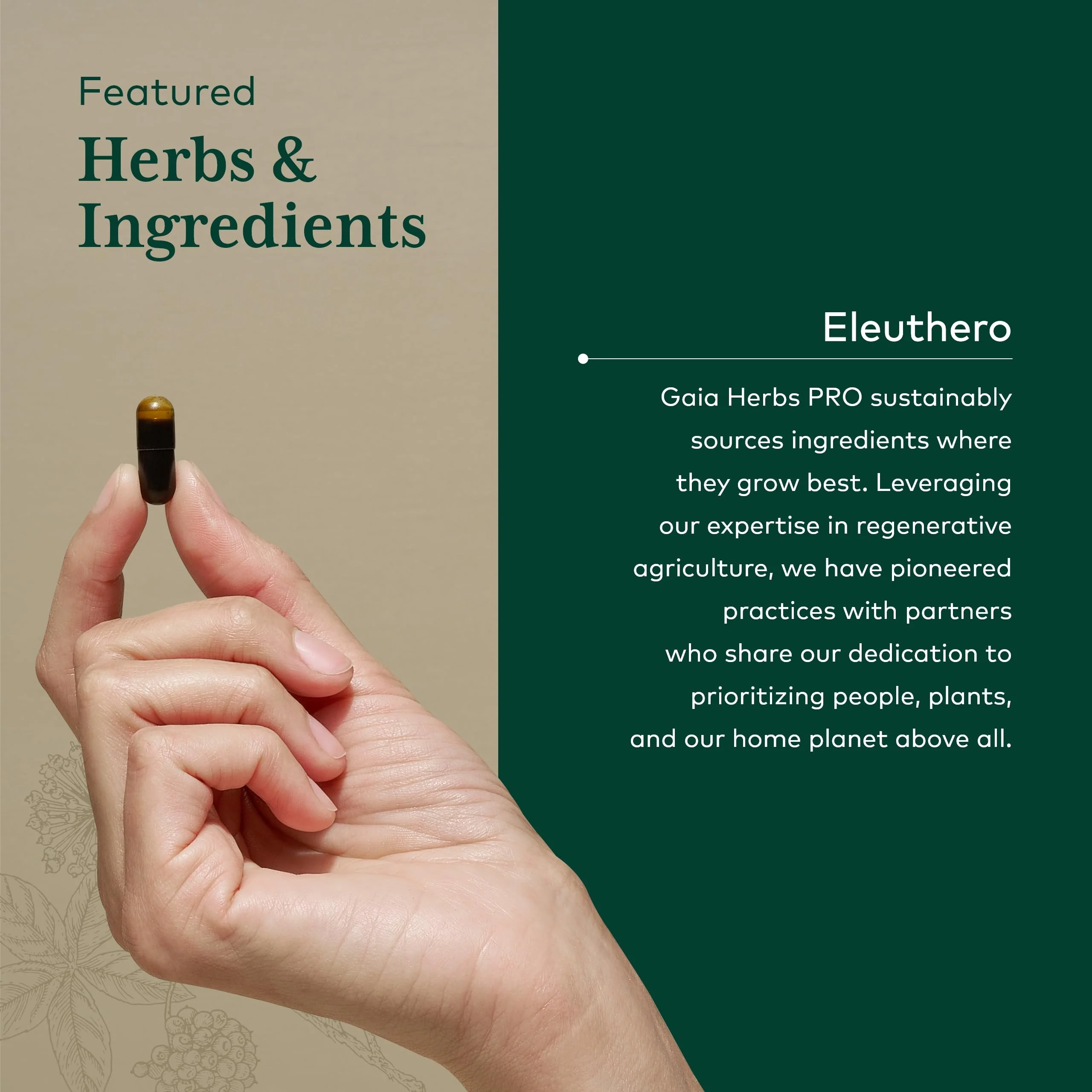 Gaia Herbs PRO Eleuthero - Adaptogen Supplement for Stress & Energy | 60 Vegan Liquid Phyto-Capsules (60 Servings) - Image 4