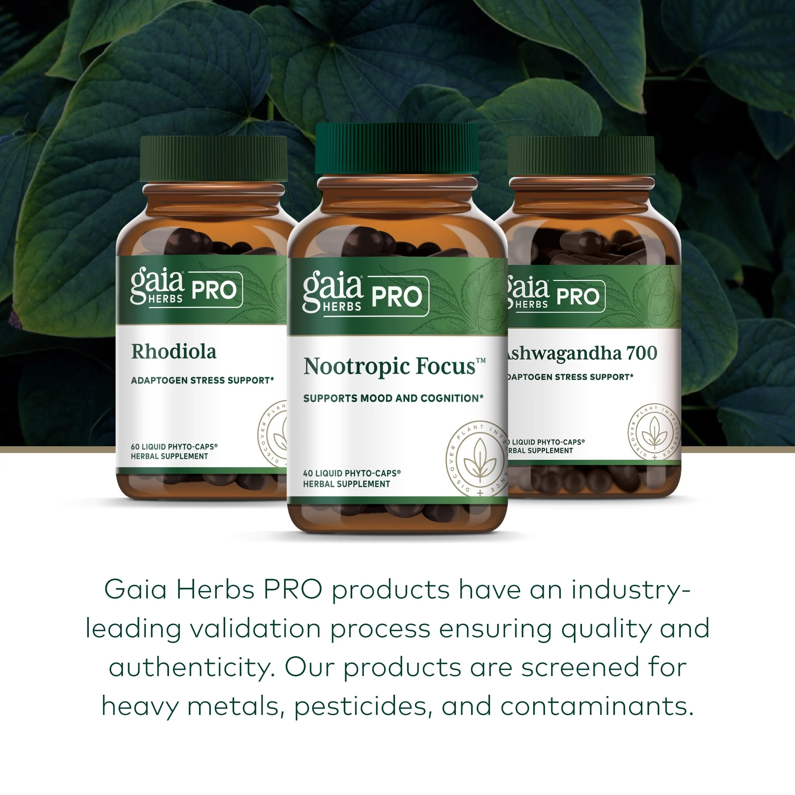 GAIA HERBS PRO Nootropic Focus – Brain Health & Focus Support (40 Liquid Phyto-Caps, Vegan, Gluten-Free) - Image 6