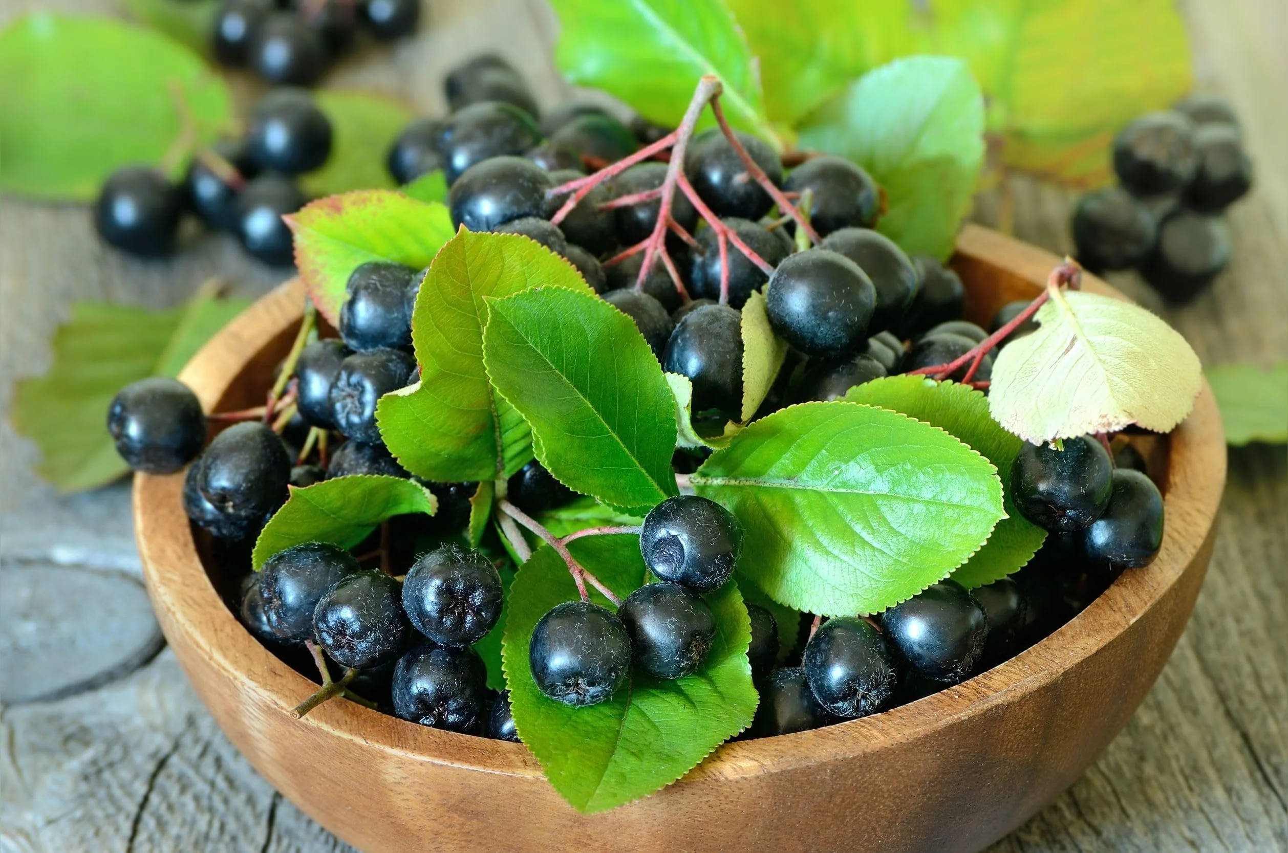 GUT BAR Aronia Powder | Aronia Berry Powder | 52 Servings | Digestive Support & Gut Health - Image 3