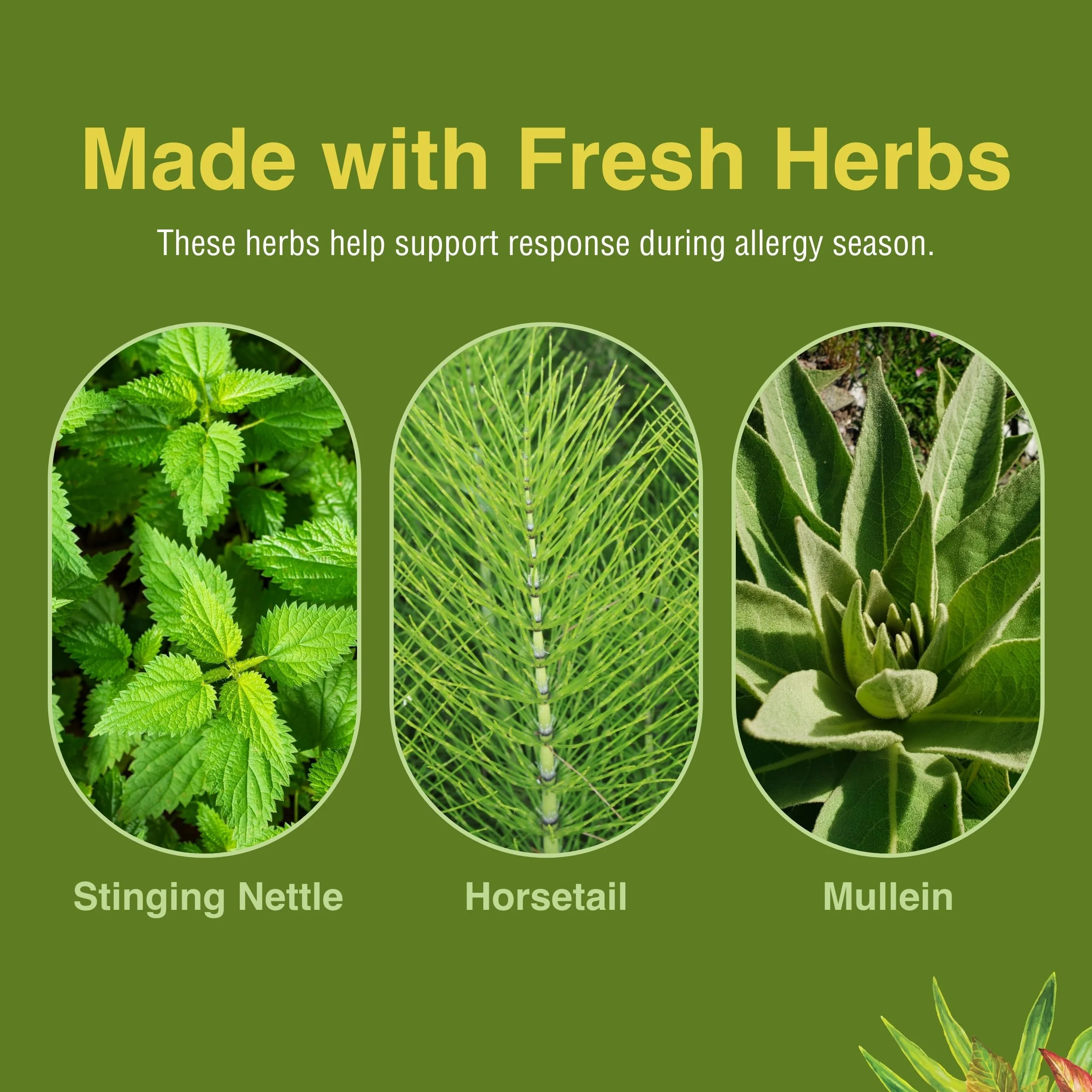 Herbs Etc. Allergy ReLeaf System – Seasonal Discomfort Support (60 Softgels or 60 Tablets) - Image 6