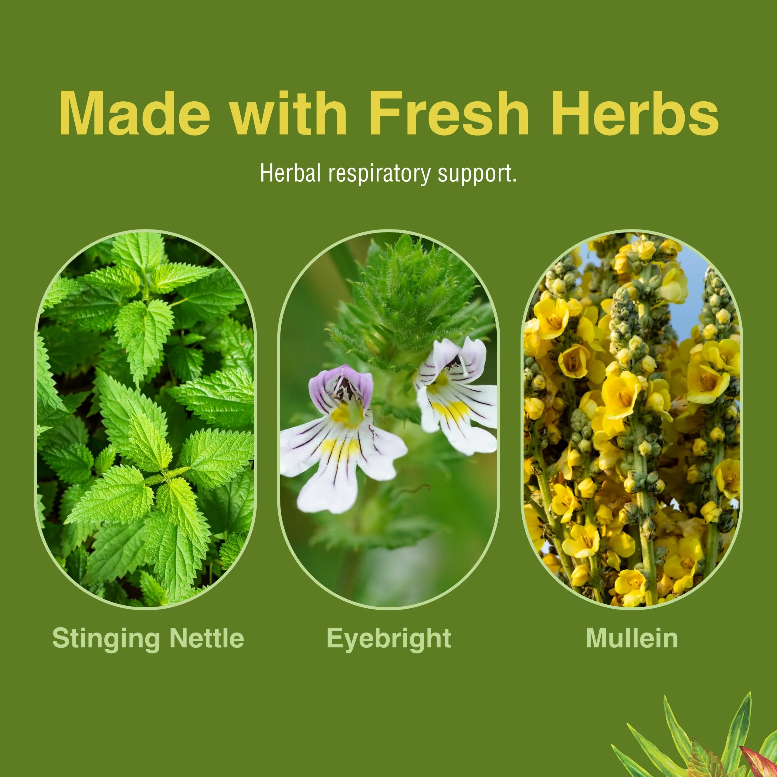 Herbs Etc. Allertonic – Healthy Breathing Support, 120 Softgels - Image 6