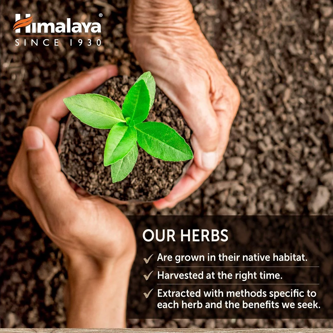 Himalaya HeartCare: Cardiovascular Wellness, Cholesterol & Blood Pressure Support - 720mg, 240 Capsules - Image 7