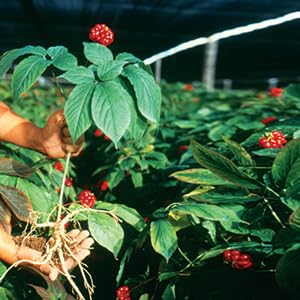 Hsu's SKU 0126-4: Wisconsin-Grown American Ginseng Mixed Large & Medium Slices (4oz) - Image 8