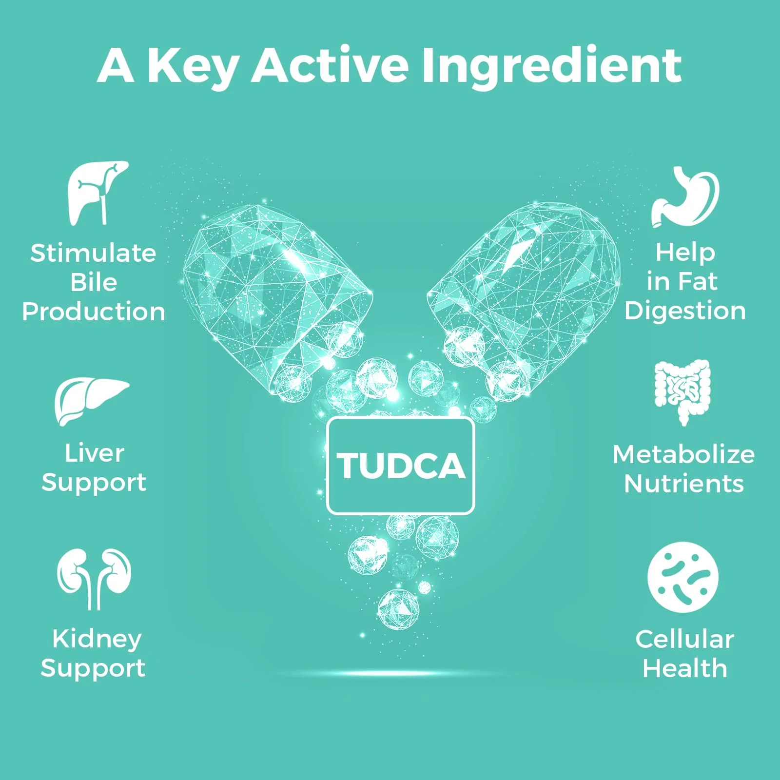 Kayseari TUDCA Bile Salts Supplement 1000mg – 120 Veggie Capsules | Liver Support - Image 11