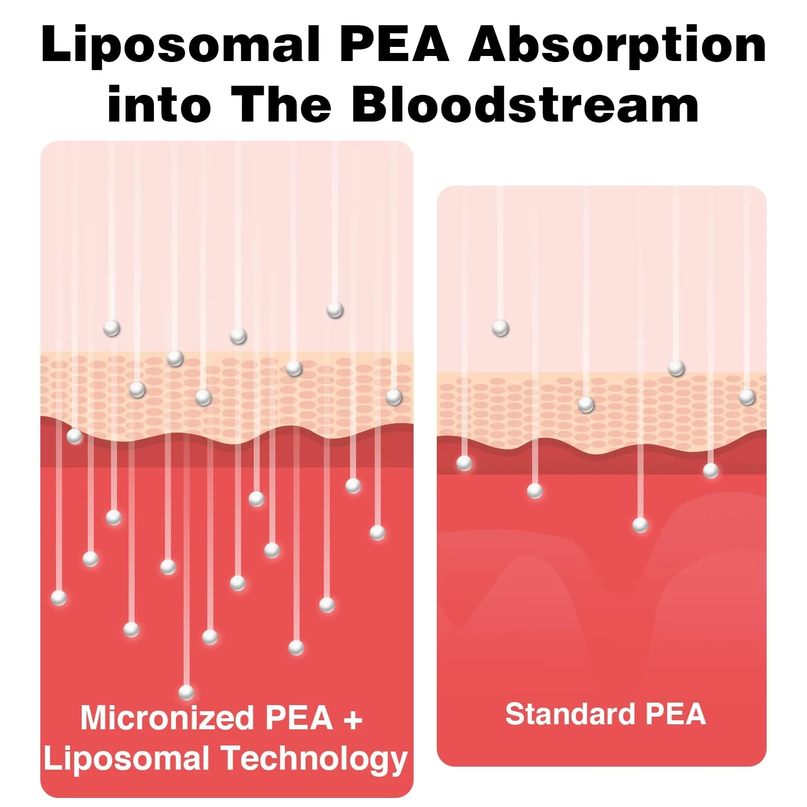 Liposomal Palmitoylethanolamide (PEA) 1000 mg + Luteolin 100 mg | Micronized 99% Purity | 360 Softgels - Image 5