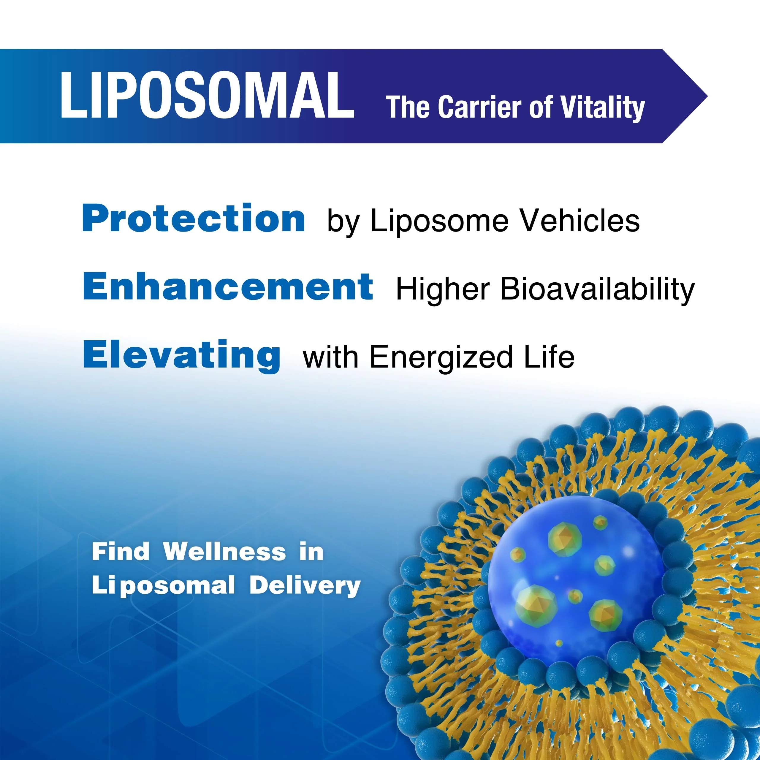 Lovita Liposomal NR 1000 mg with Quercetin & Trans-Resveratrol | Vegan Capsules - Image 2