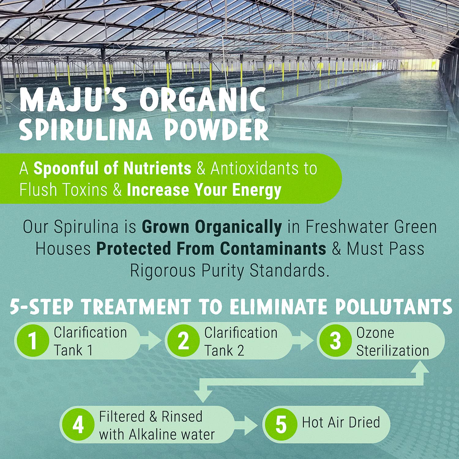 MAJU Organic Spirulina Powder (2 lb) – Jumbo Size, Non-GMO, Vegan, Gluten-Free - Image 2