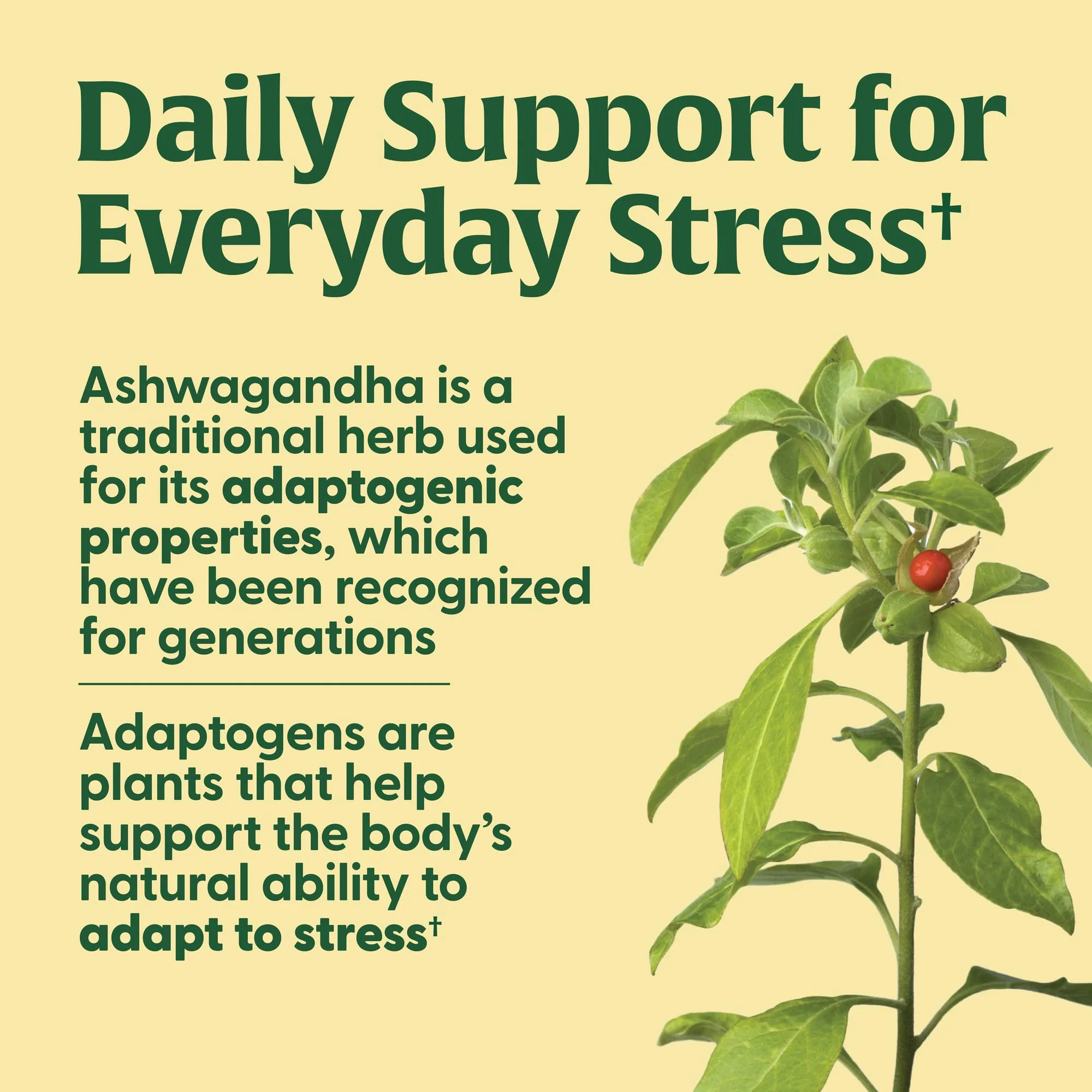 MegaFood Adrenal Strength – Adrenal Support with Sensoril Ashwagandha, Vitamin C, Magnesium Glycinate (Vegetarian, 90 Tablets) - Image 13