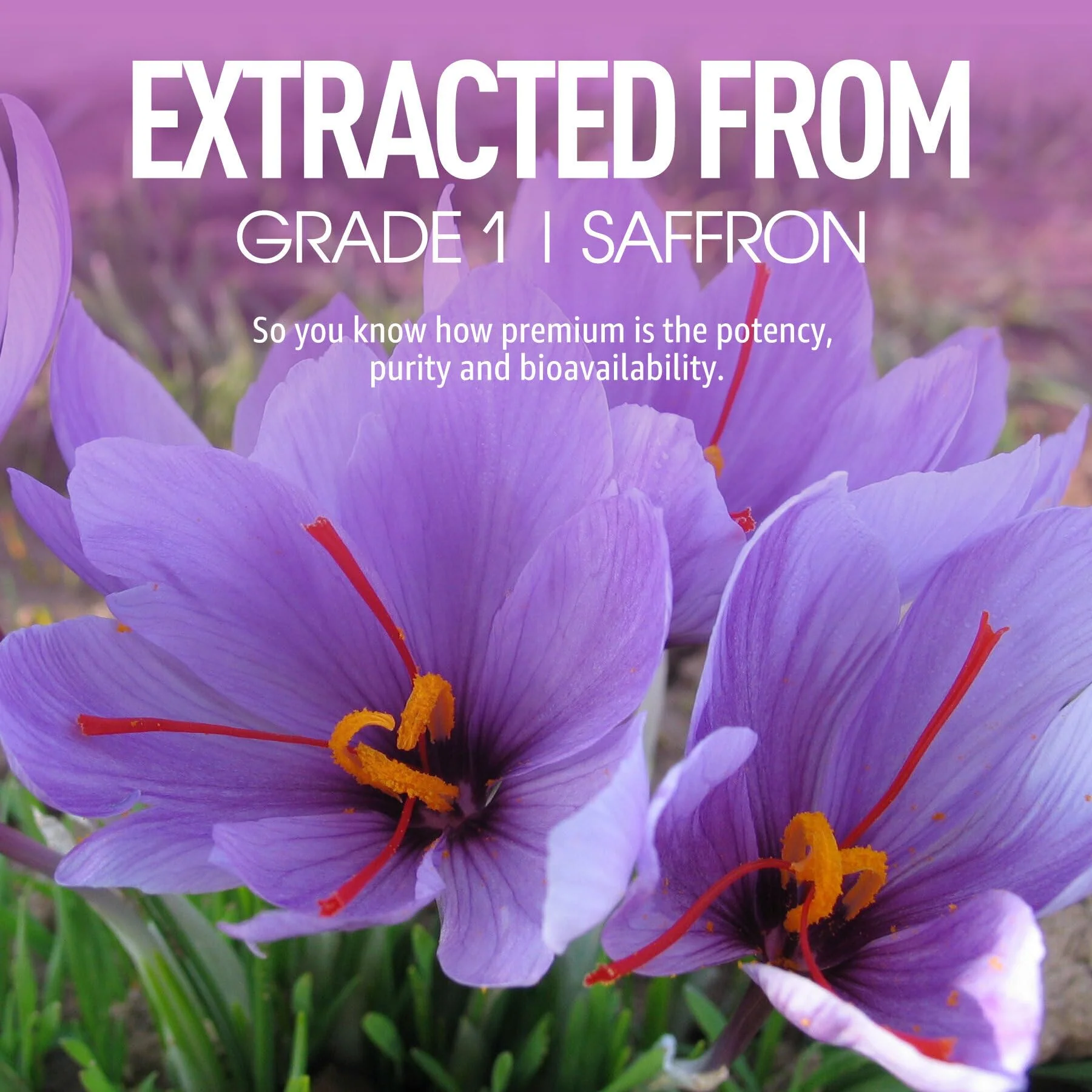 NEVISS Saffron Gummies 100mg — Pure Saffron Extract with Magnesium Glycinate, L-Theanine & Turmeric - Image 7