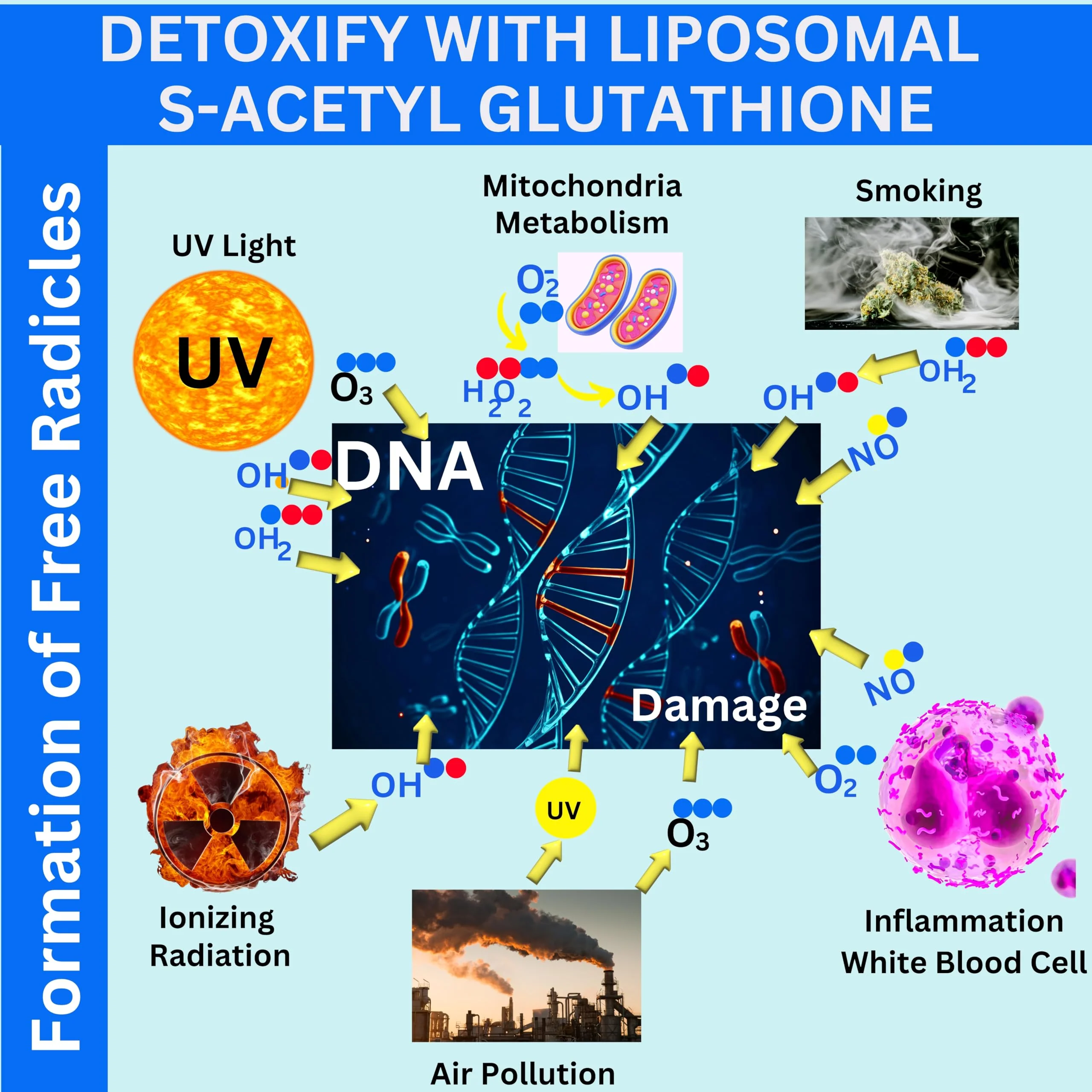Nikoni Liposomal S-Acetyl L-Glutathione, Resveratrol, HA & Collagen - 500 mg - Image 6