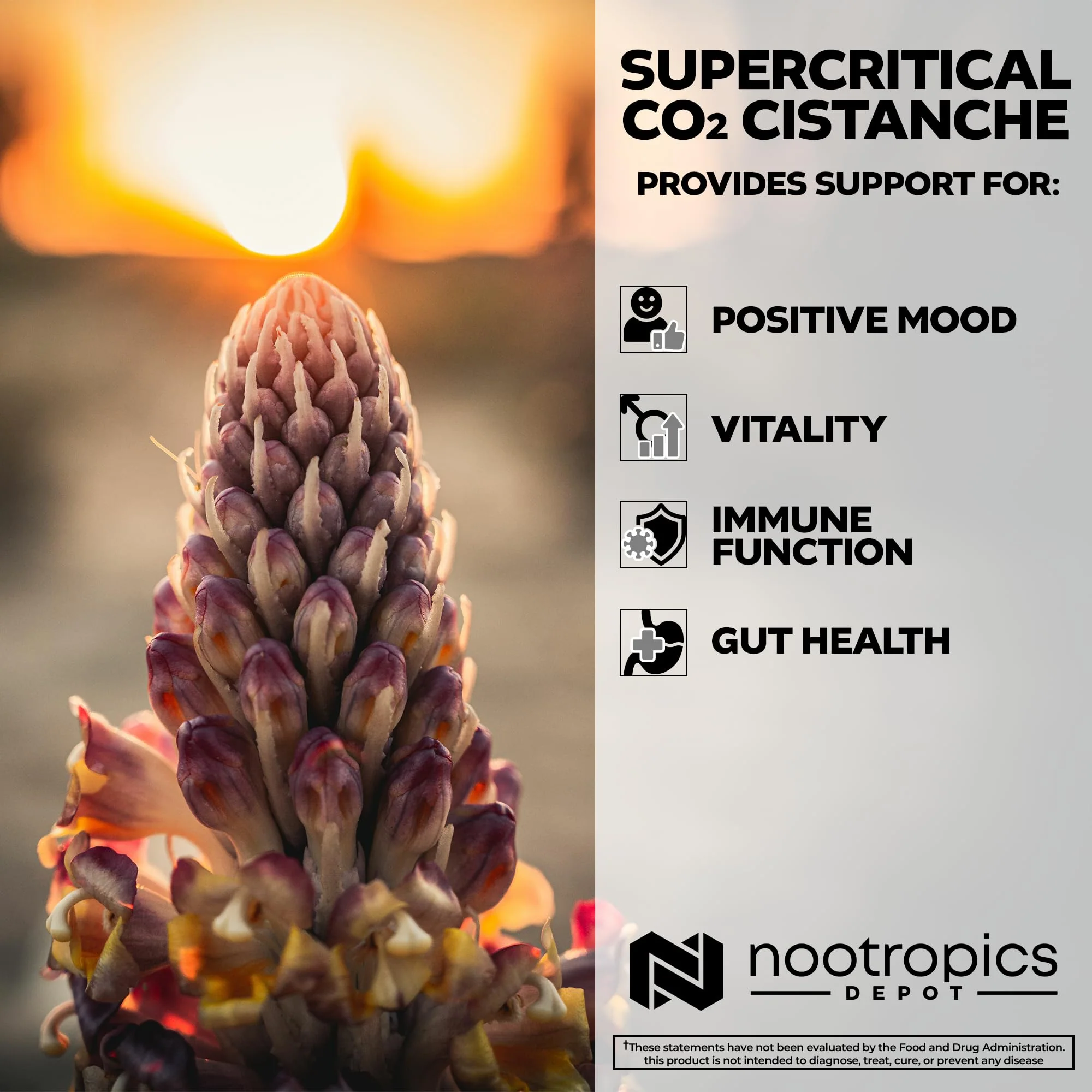Nootropics Depot Cistanche Supercritical CO2 Extract Capsules - 20% Echinacoside & 20% Verbascoside - 120 Count - Image 4