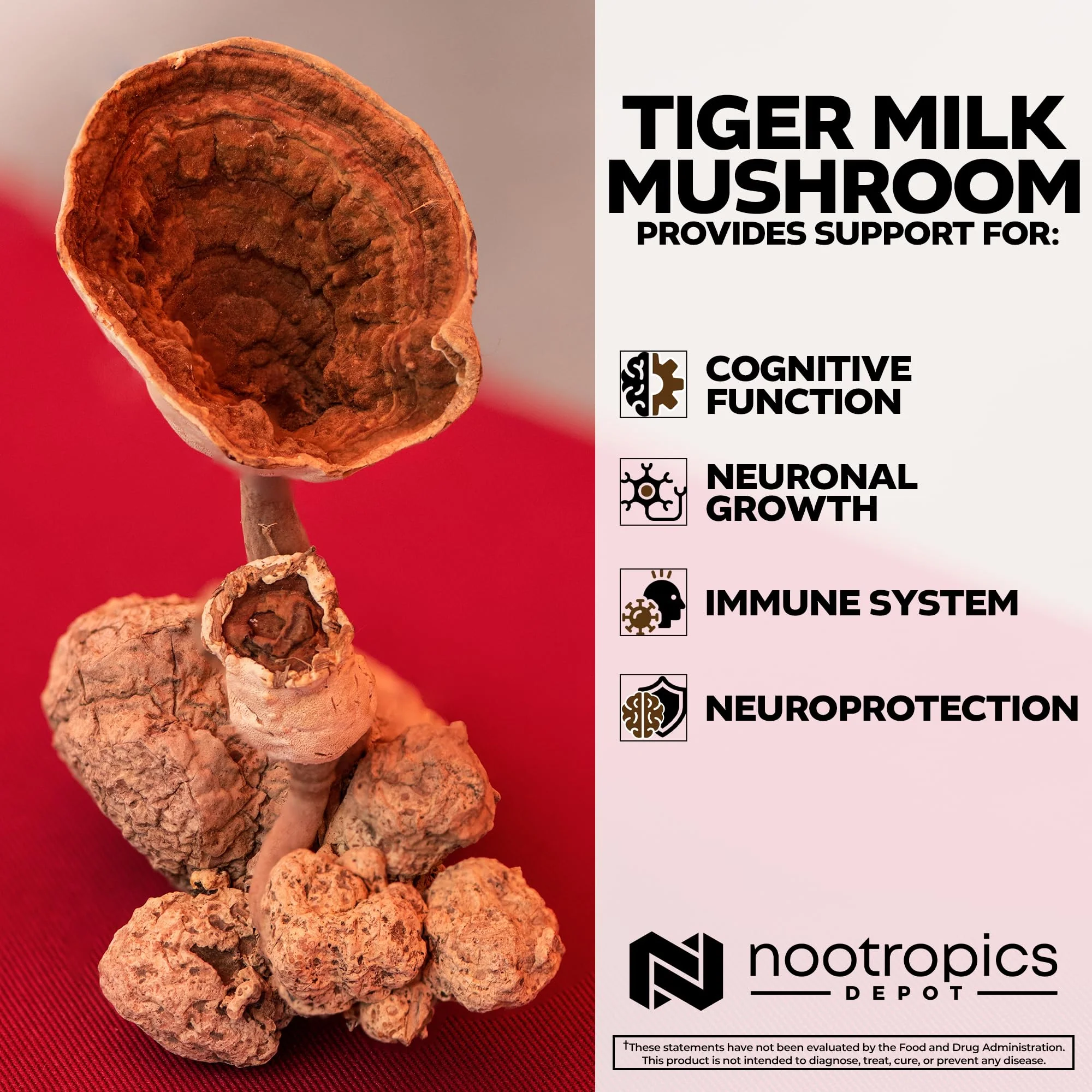 Nootropics Depot Tiger Milk Mushroom Capsules 300mg - 60 Count | Lignosus rhinocerus Sclerotium | Cognition, Histamine & Respiratory Support - Image 5