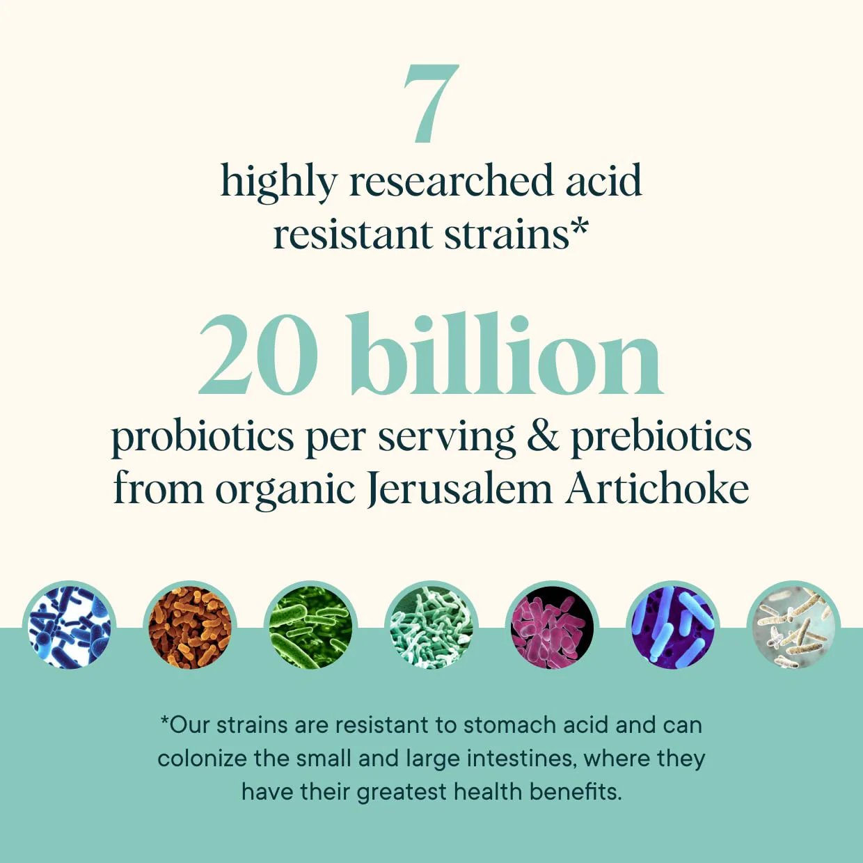 Ora Organic Prebiotic & Probiotic Powder – 20B CFU, 7 Strains, Lavender Lemonade, 30 Servings - Image 4