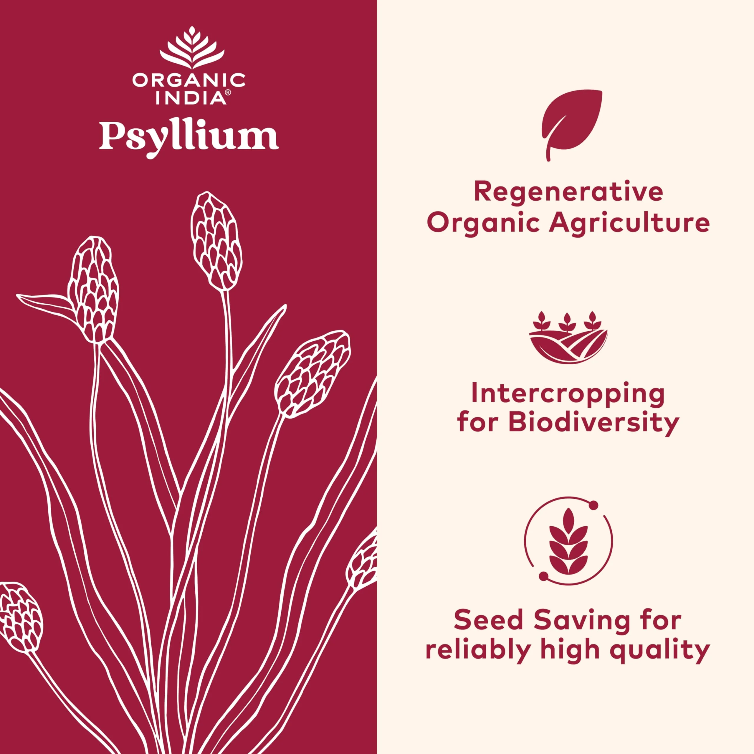 Organic India Psyllium Herbal Powder – Whole Husk Fiber, 12 oz Canister, 3 Pack | Keto, Vegan, Gluten-Free, USDA Organic - Image 2
