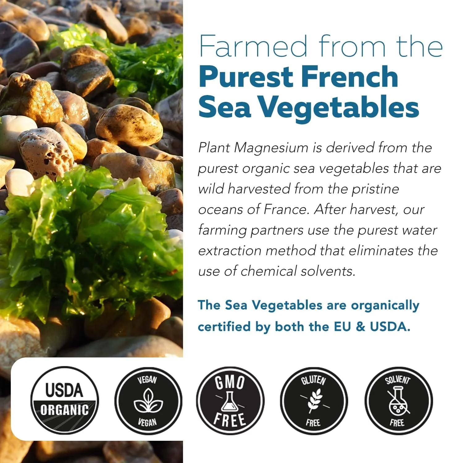Organic Whole Food Magnesium Supplement - Plant-Based Sea Vegetable Complex, 250 mg per Serving | 60 Capsules - Image 6