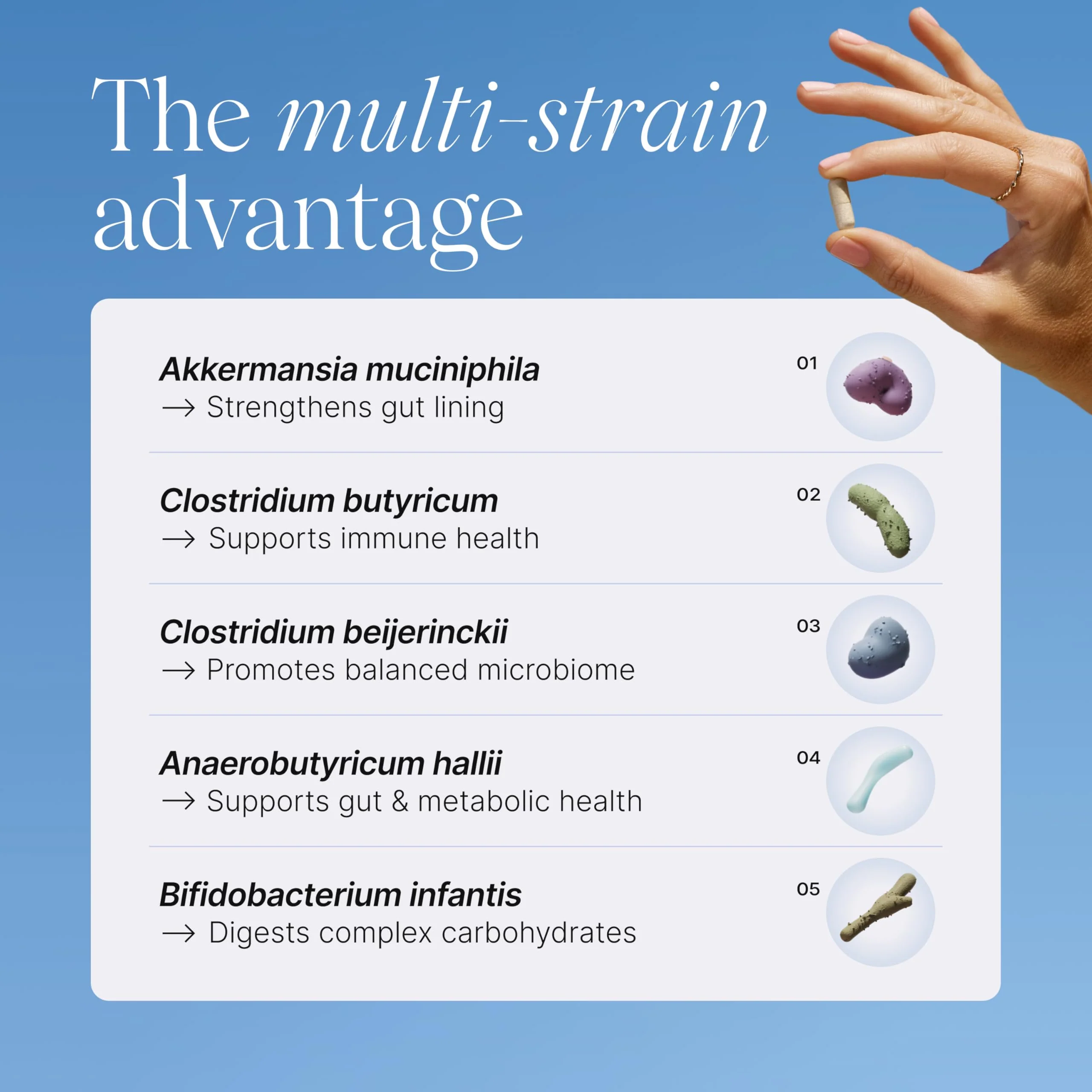 Pendulum Metabolic Daily – Multi-Strain Probiotic with Akkermansia muciniphila | Metabolism & Energy | 90 Capsules - Image 12
