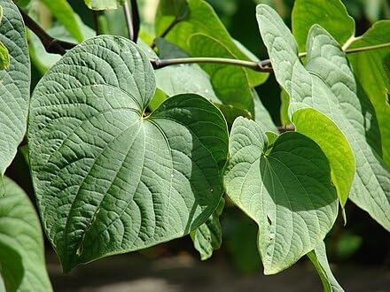 Premium Quality Vanuatu Kava (16oz) - 16oz Kava from Vanuatu - Image 6