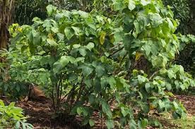 Premium Quality Vanuatu Kava (16oz) - 16oz Kava from Vanuatu - Image 7