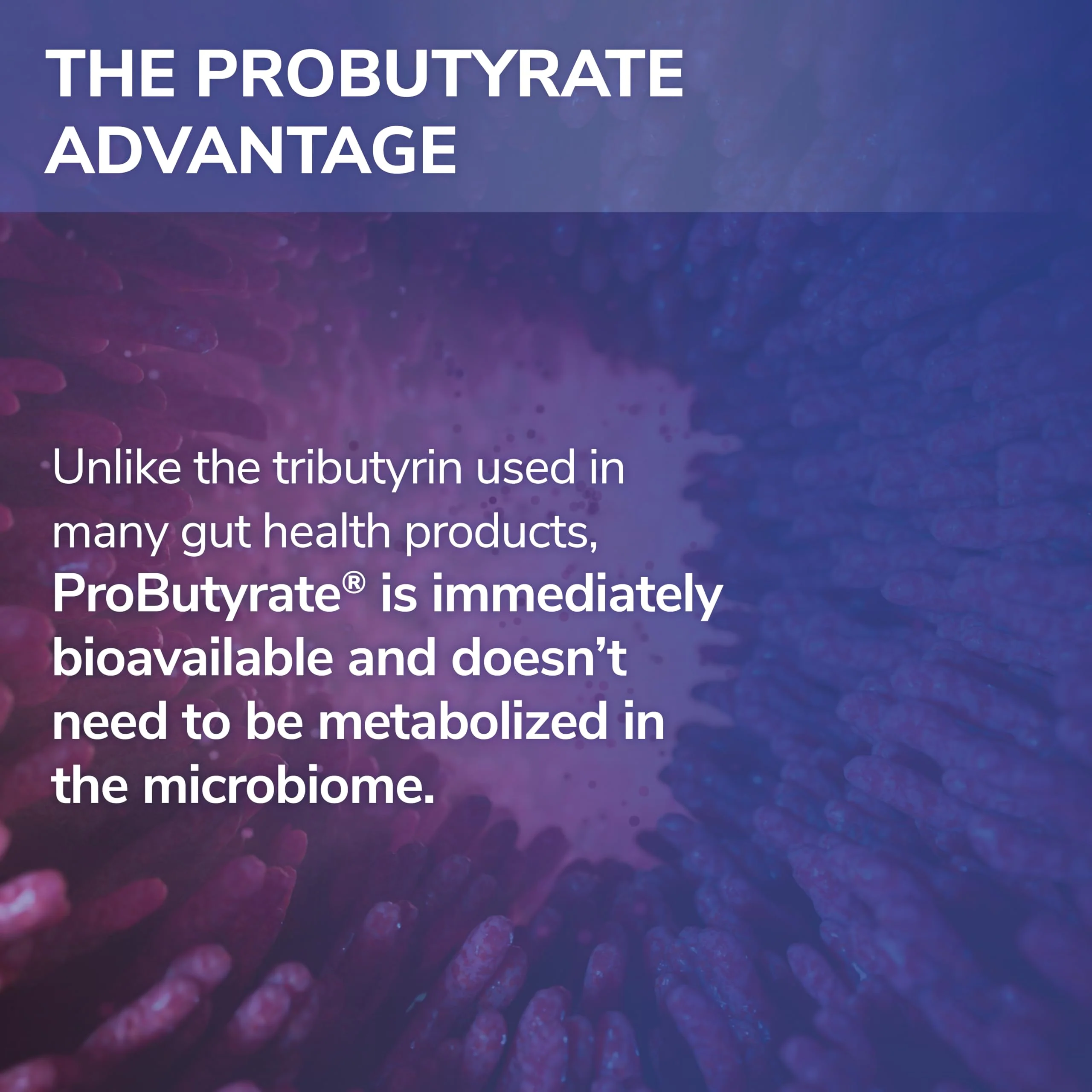 ProButyrate Gut Health Supplement by Tesseract Medical Research – 600mg, 120 Capsules - Image 8