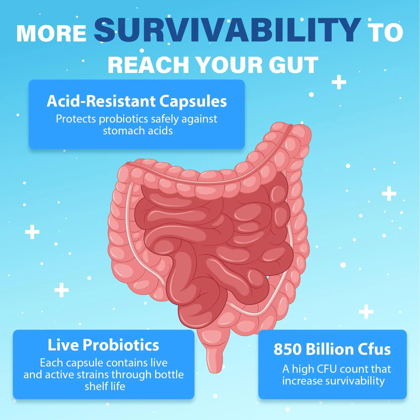 QIVERNAMY Probiotics for Men 50+ — 850B CFU, CoQ10, 360 Caps, 1800mg Prebiotic Fiber - Image 16
