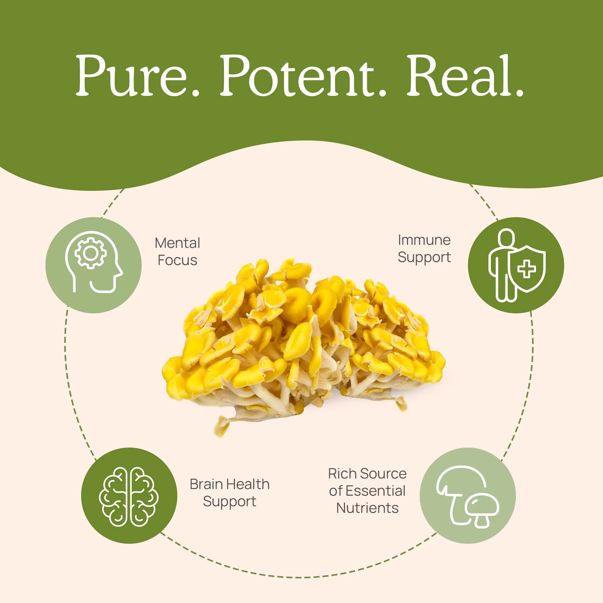 Real Mushrooms Ergothioneine Supplement – Golden Oyster Mushroom Extract, 60 Capsules – Organic, Vegan, Non-GMO - Image 4