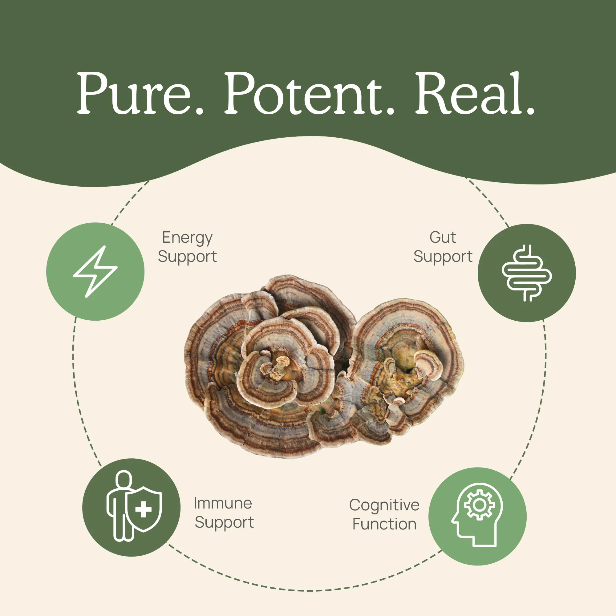 Real Mushrooms Turkey Tail Mushroom Powder – Organic Extract, 100 Servings | Vegan & Non-GMO - Image 4