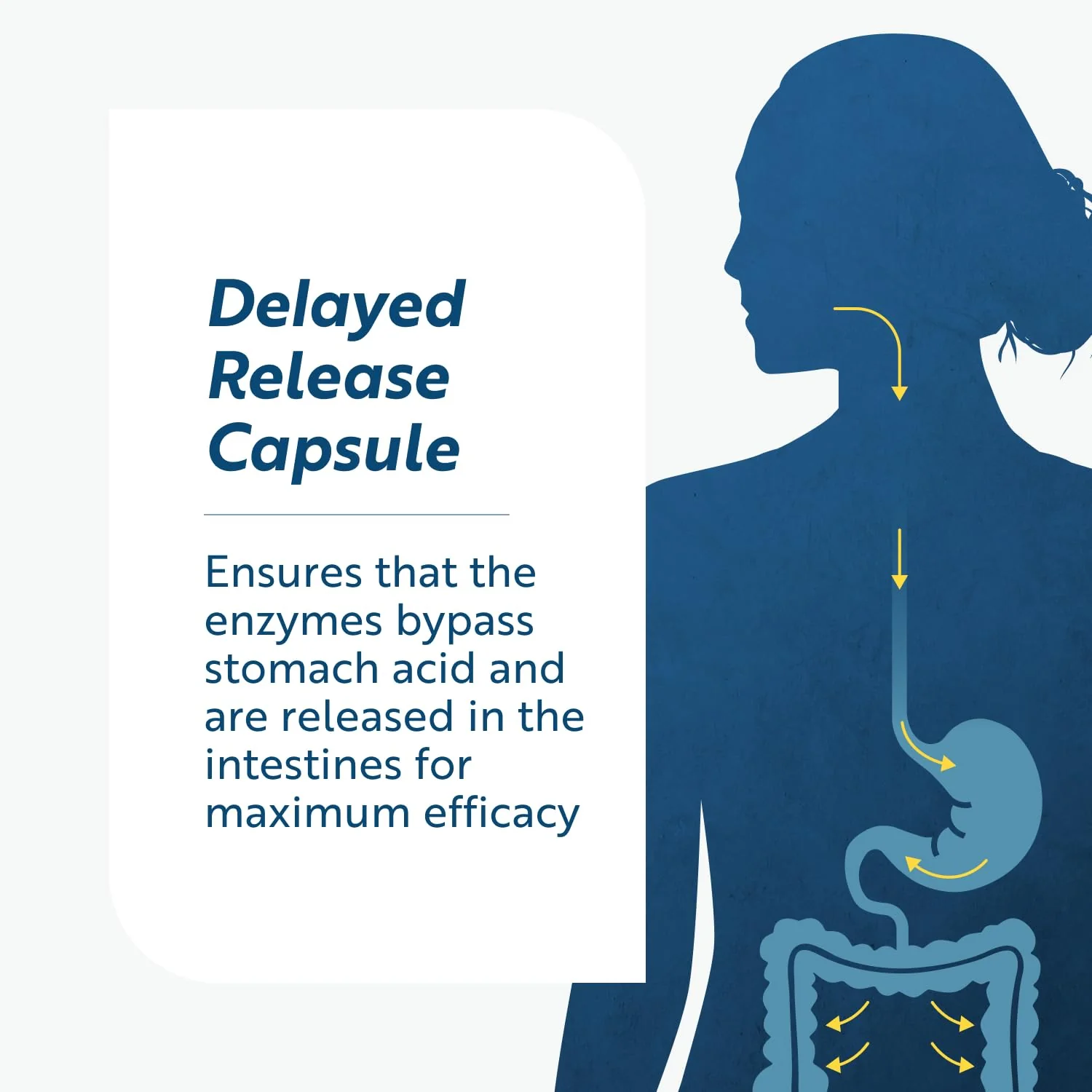 Researched Nutritionals Lumbrokinase — High-Potency 880,000 IU, Delayed-Release (60 caps) - Image 4