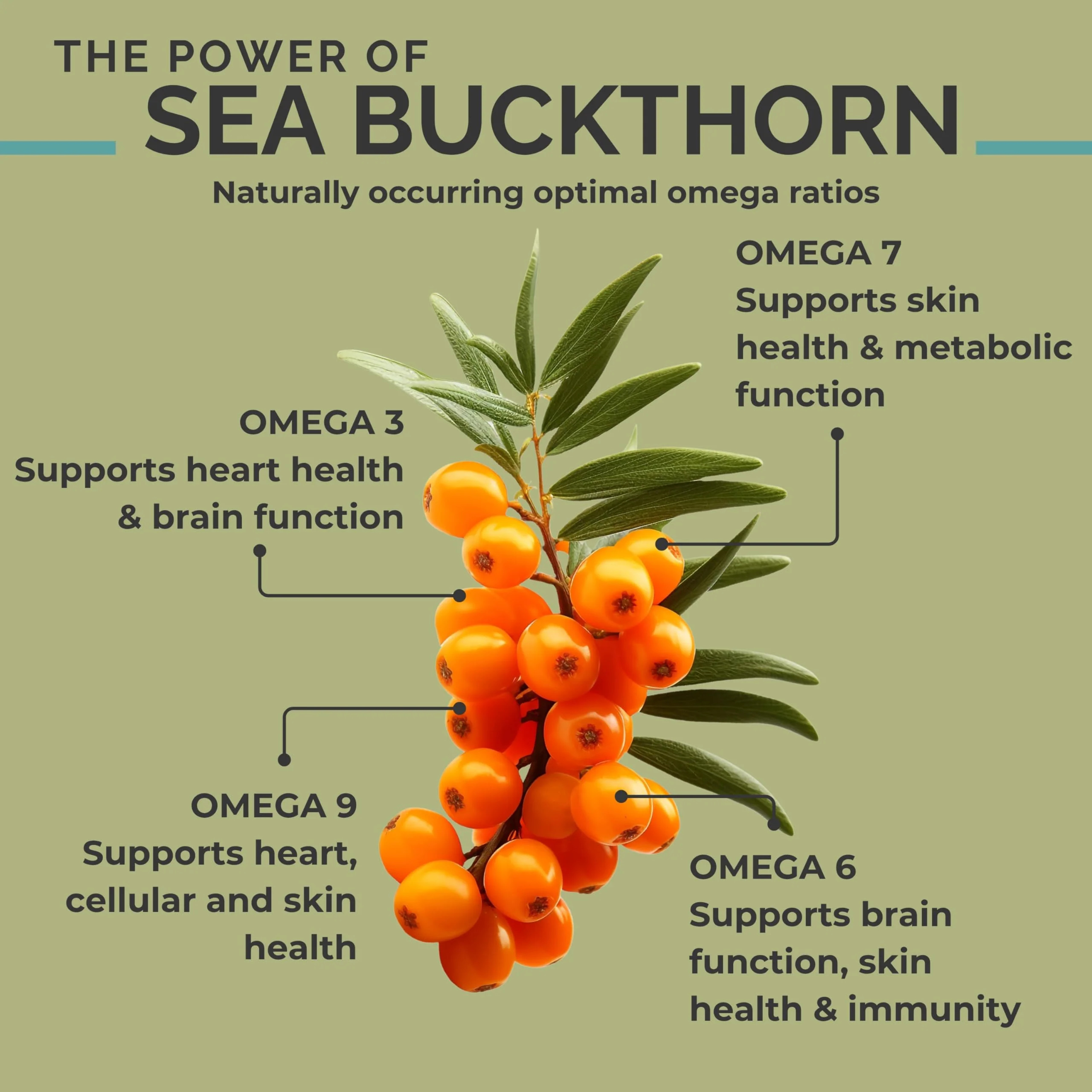 SEABUCKWONDERS Organic Sea Buckthorn Oil Softgels 1000mg – Omega 7, 3, 6 & 9 | Hair, Skin & Nails - Image 3