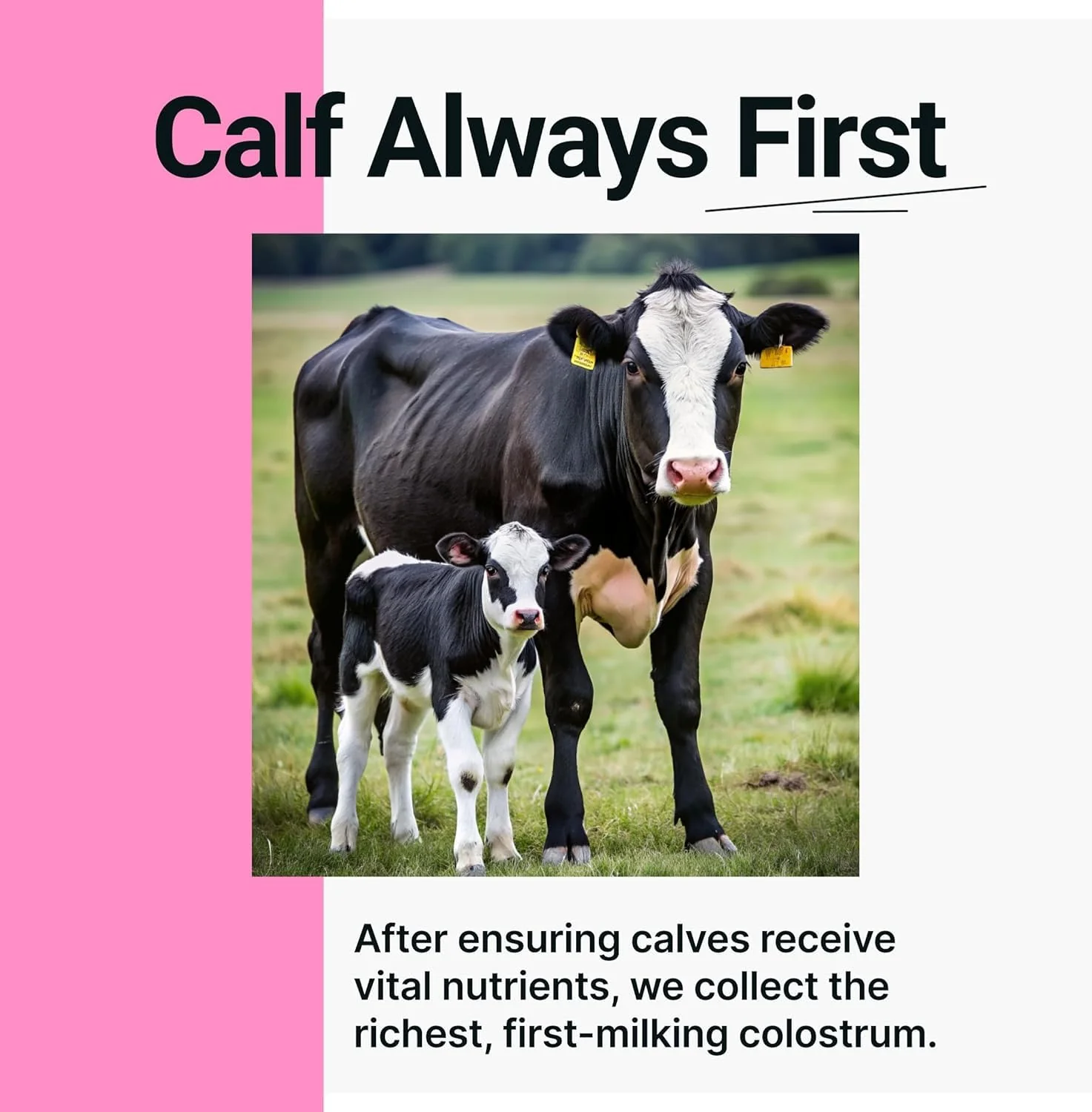 SonoHealth Cowabunga Colostrum Powder – Pure, Unaltered Colostrum for Immune & Gut Support - Image 16