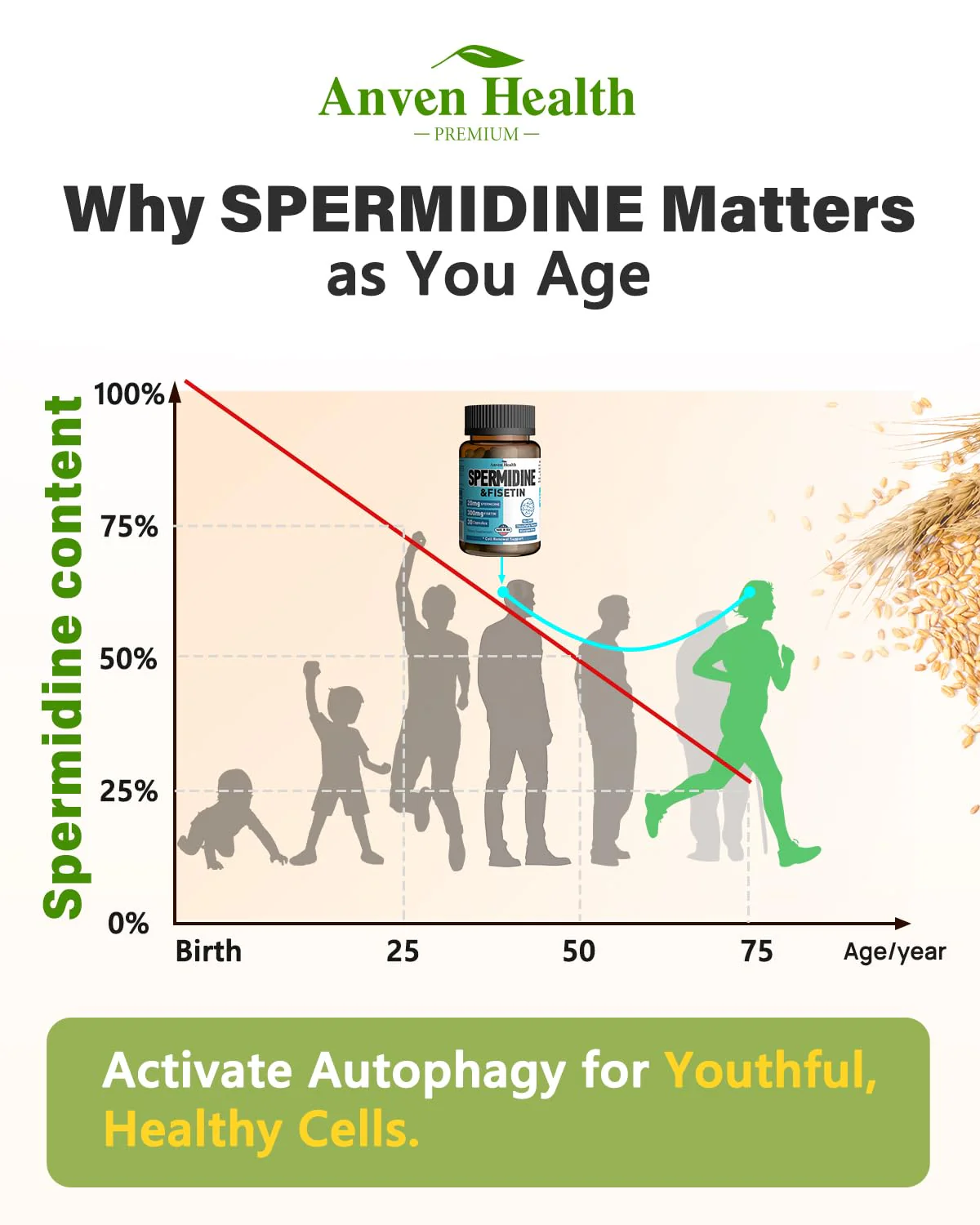 Spermidine & Fisetin Supplement – 20mg Spermidine, 300mg Fisetin | 60 Veggie Caps | Made in USA - Image 7