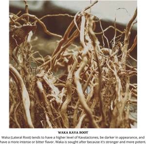 Starwest Botanicals Kava Kava Root C/S - 4 oz | Piper methysticum | Fiji - Image 3