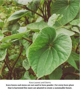 Starwest Botanicals Kava Kava Root C/S - 4 oz | Piper methysticum | Fiji - Image 4