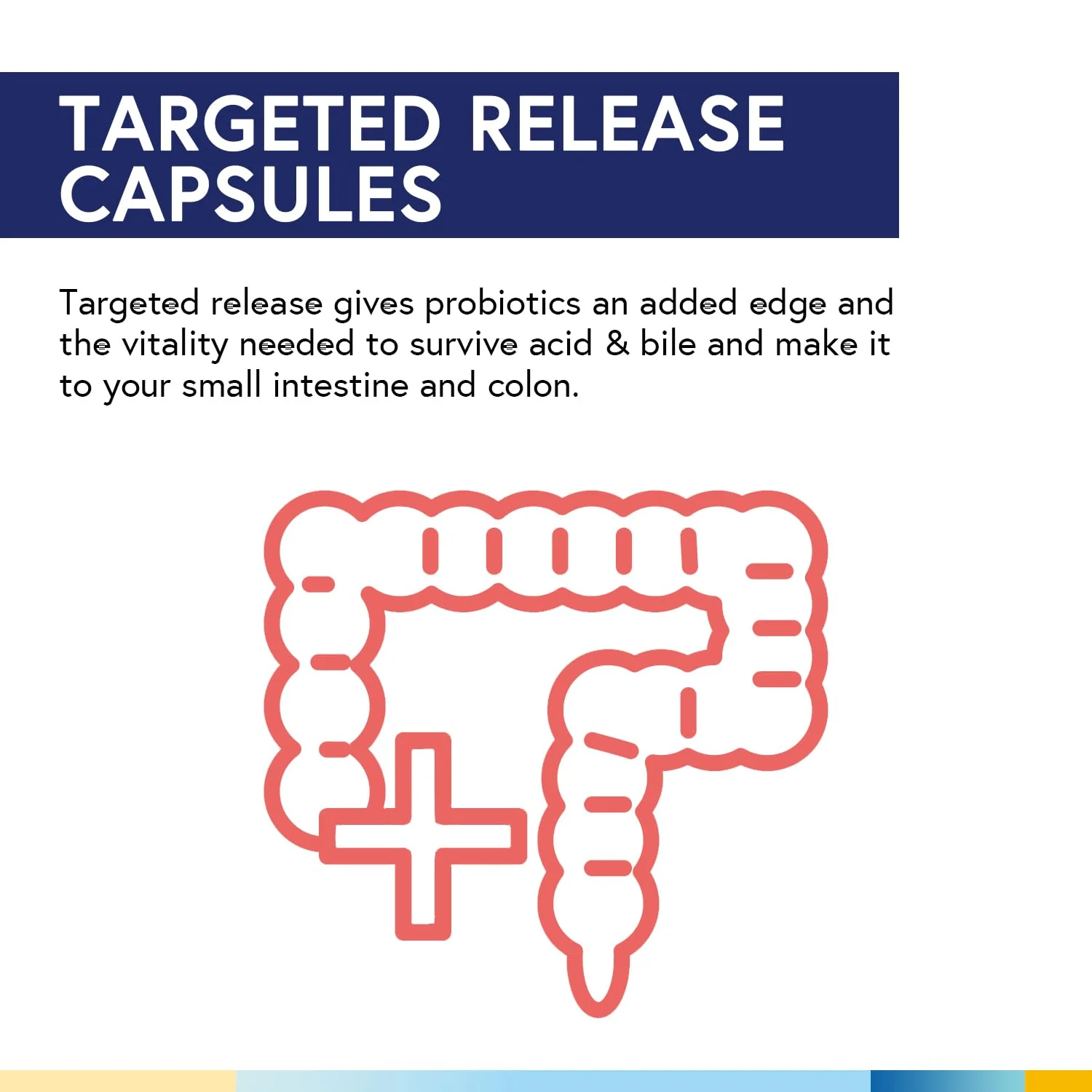 Terranics Daily Probiotics for Men & Women | 150B CFU, 25 Strains, Colon Care - Image 5