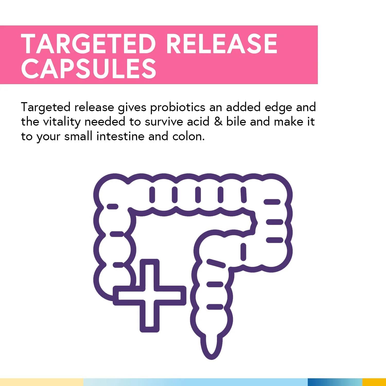 Terranics Daily Probiotics for Women – 60 Vegan Caps, 200B CFU, 32 Strains | Cranberry & Prebiotics - Image 5