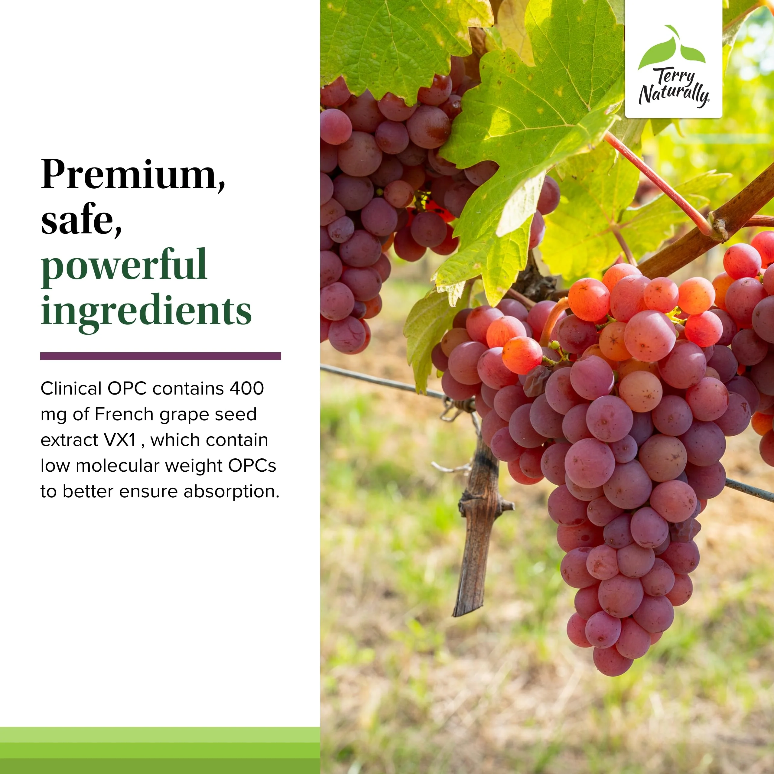 Terry Naturally Clinical OPC Extra Strength – Cardiovascular Health, Focus & Immune Support, Grape Seed Extract, 60 Softgels (Pack of 3) - Image 12